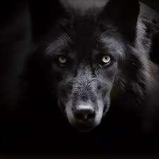 Shadowwolf