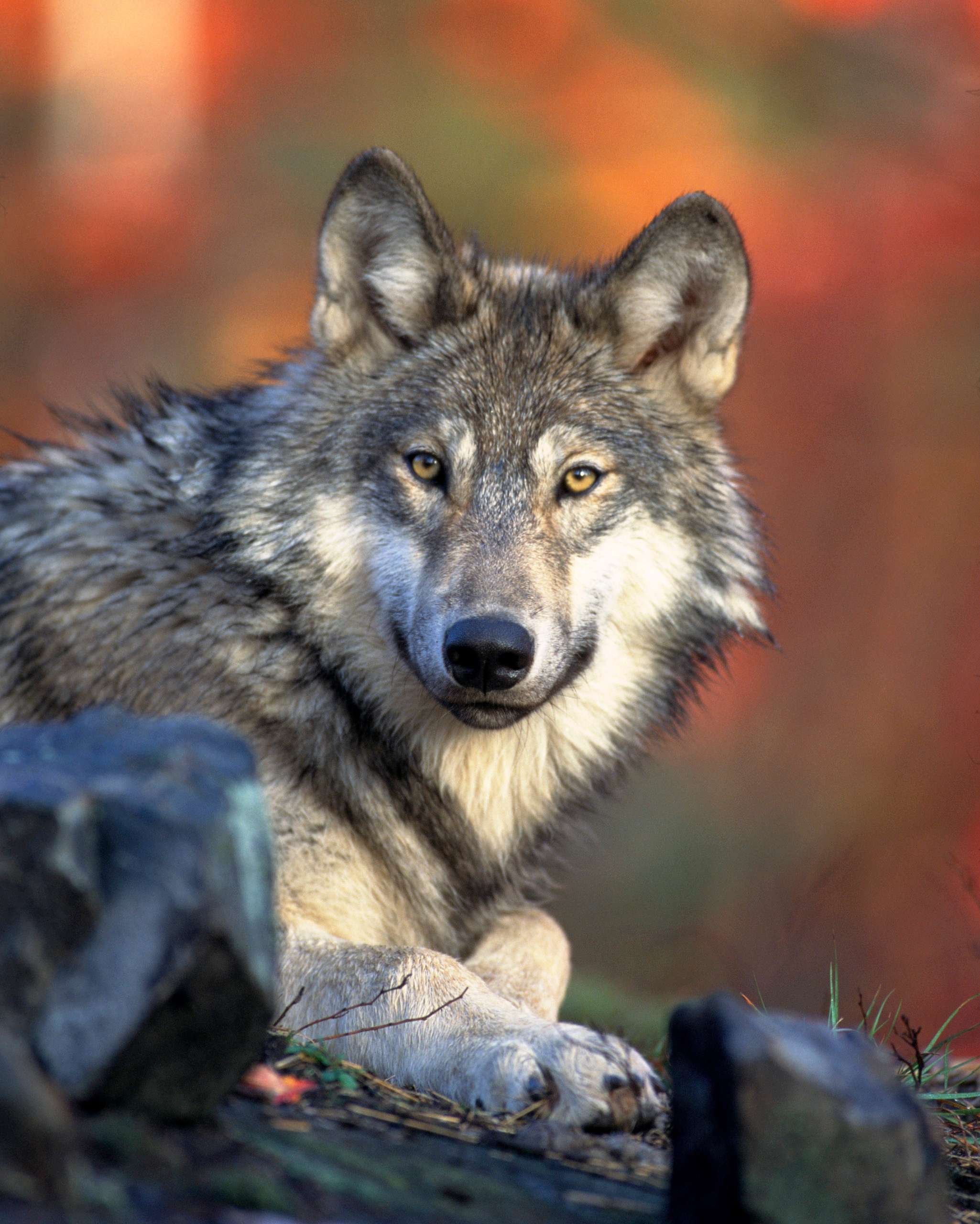 Loup