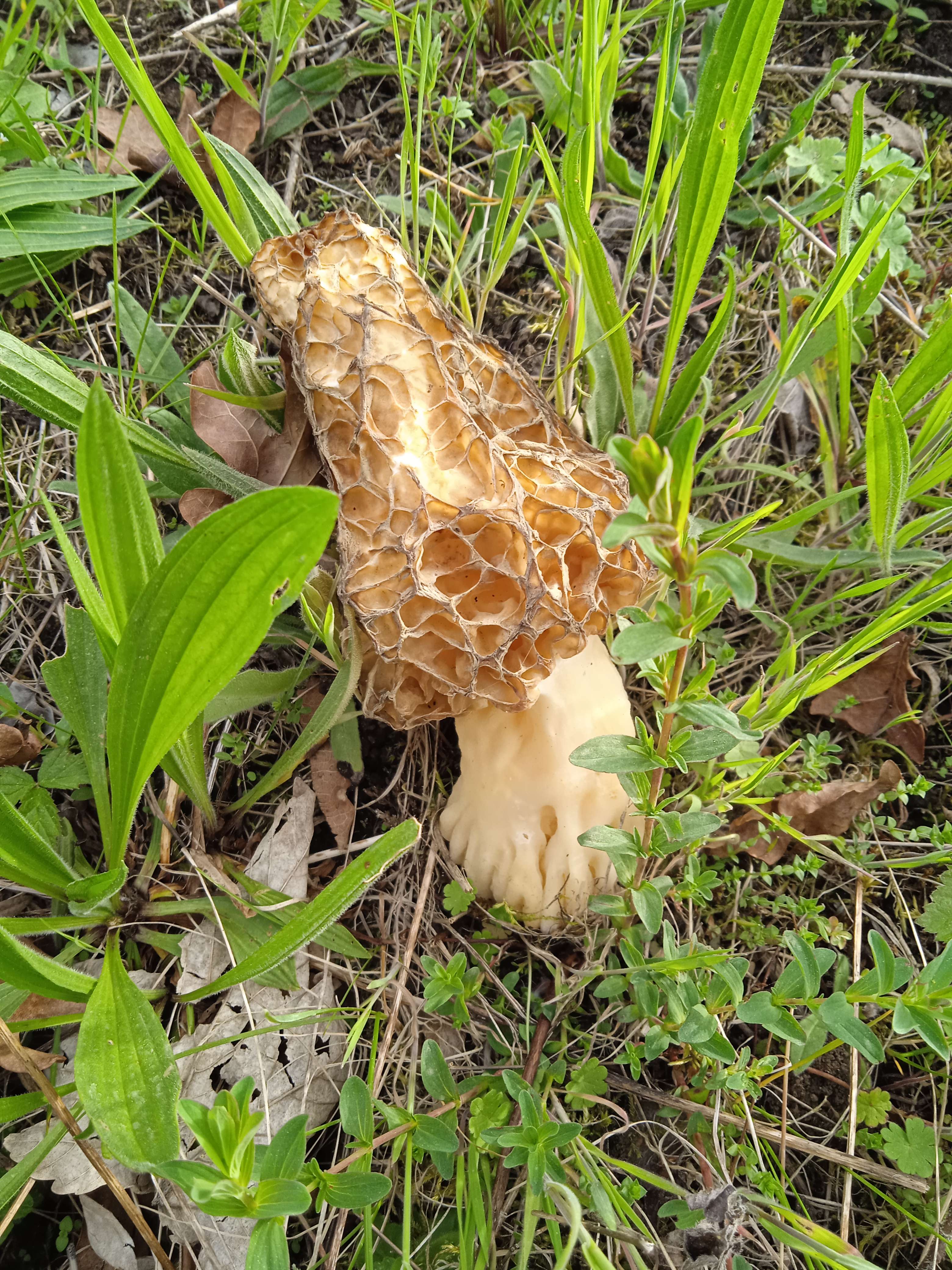 leclowndu55