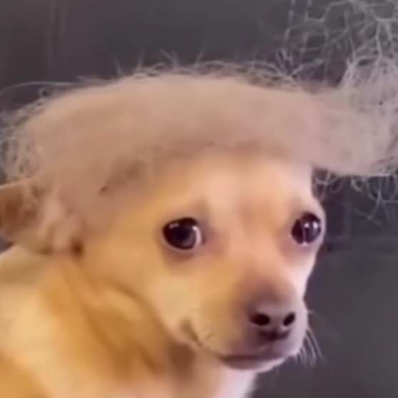 Raid_drakol