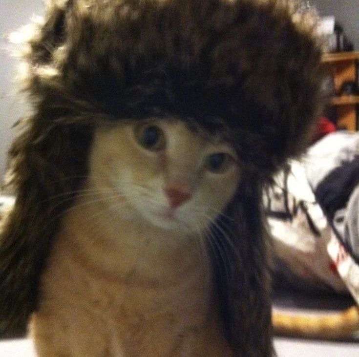 catslover