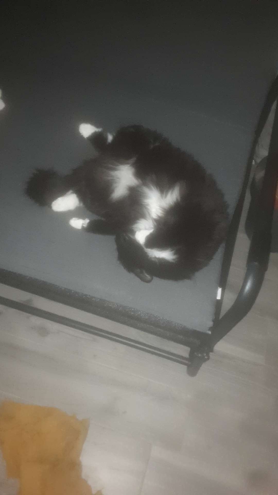 tigrou