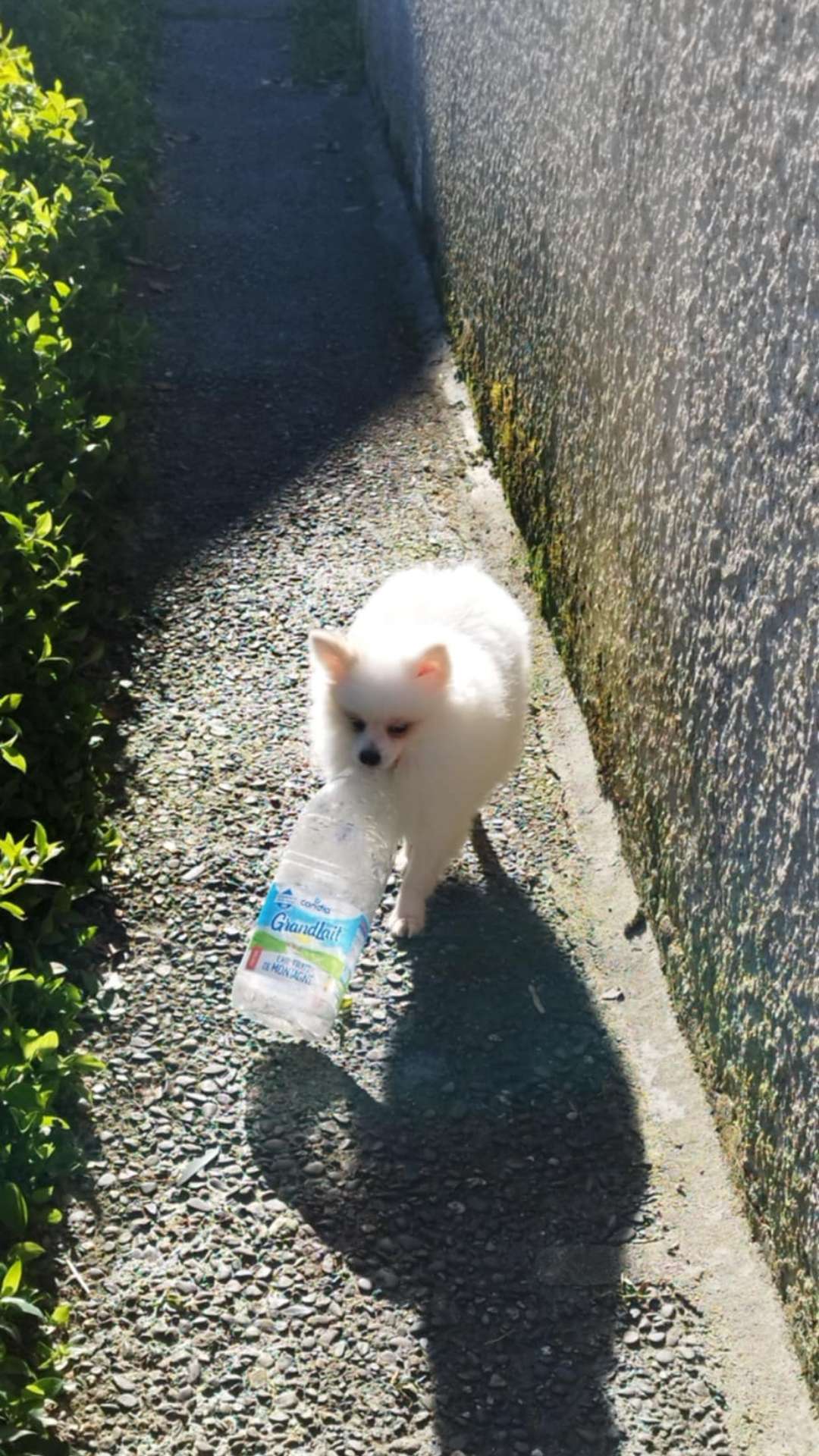 Bas