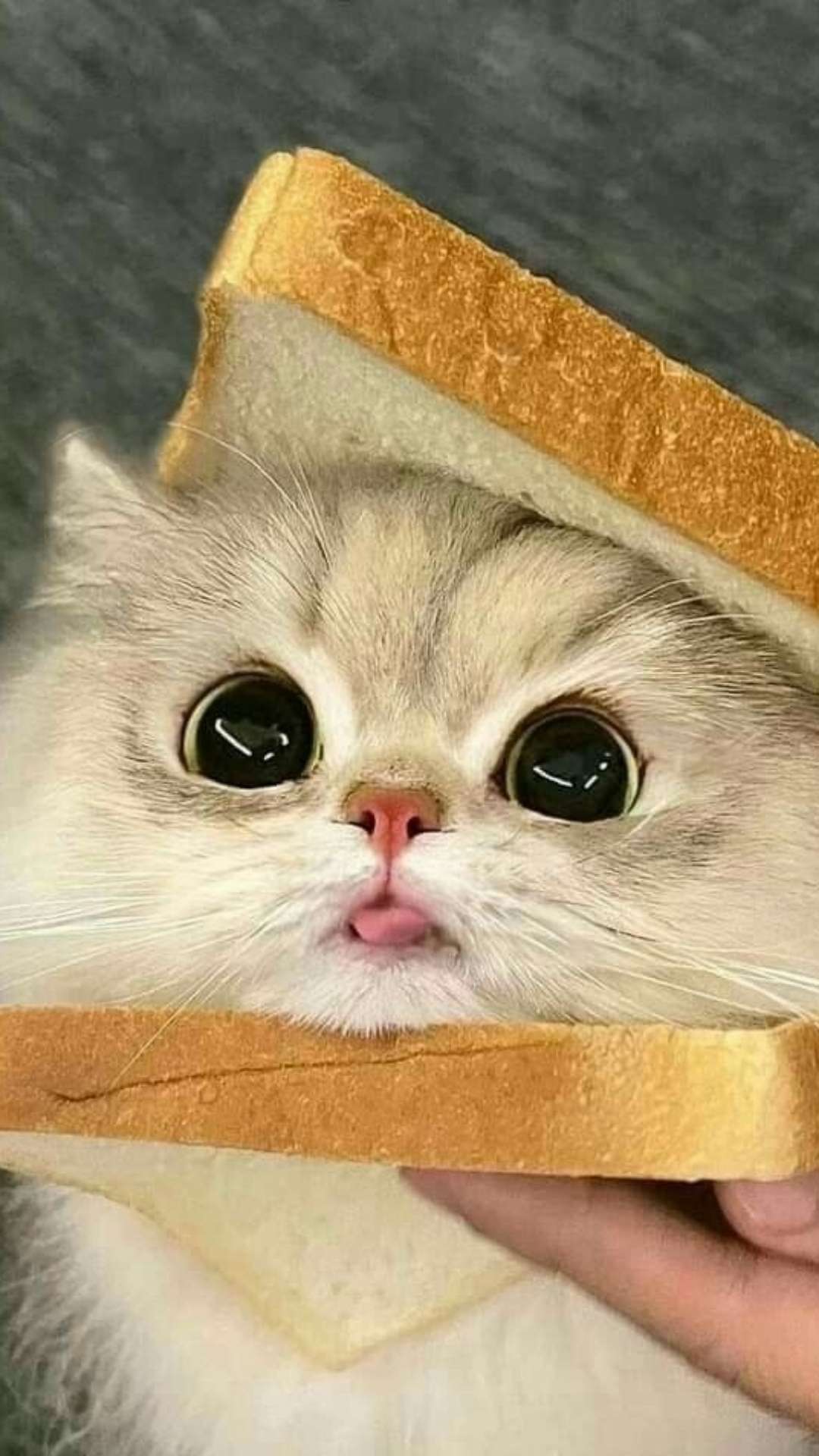 Sam