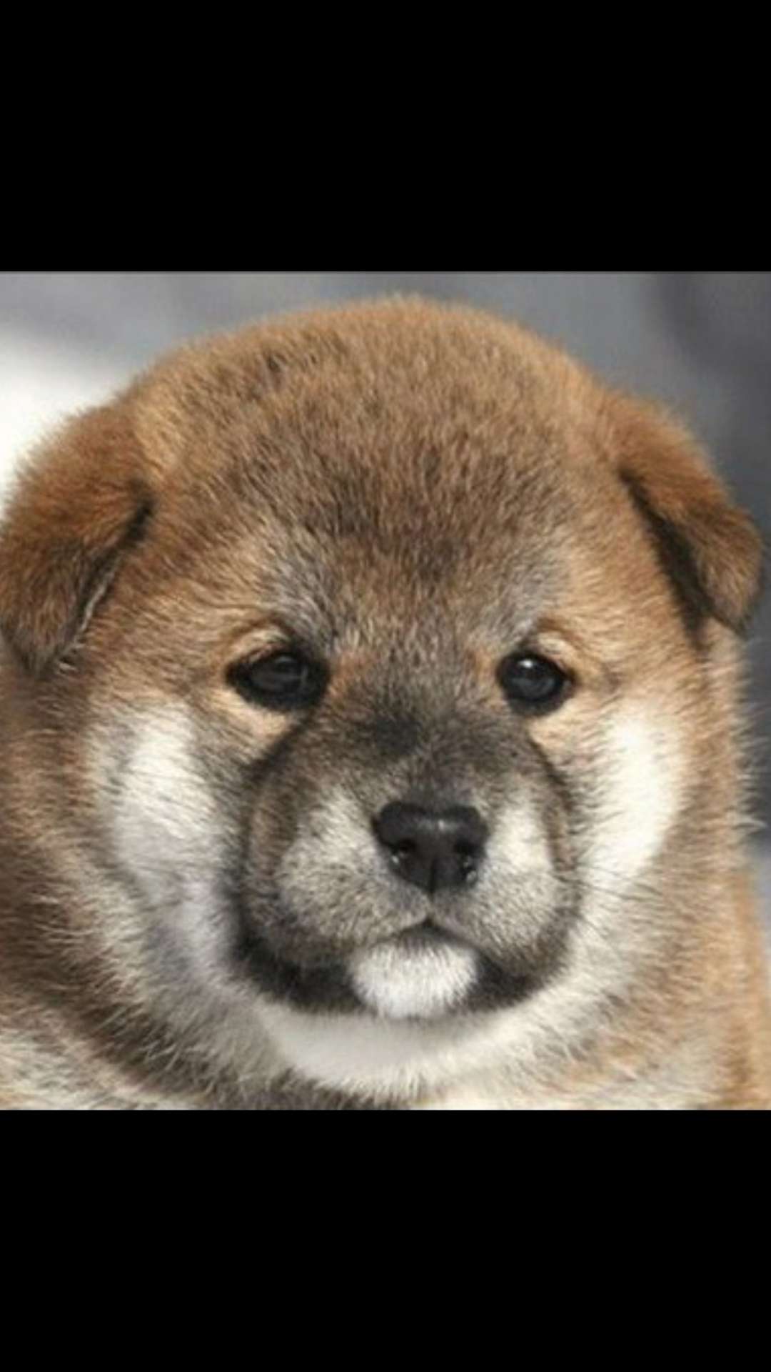 Sondadog