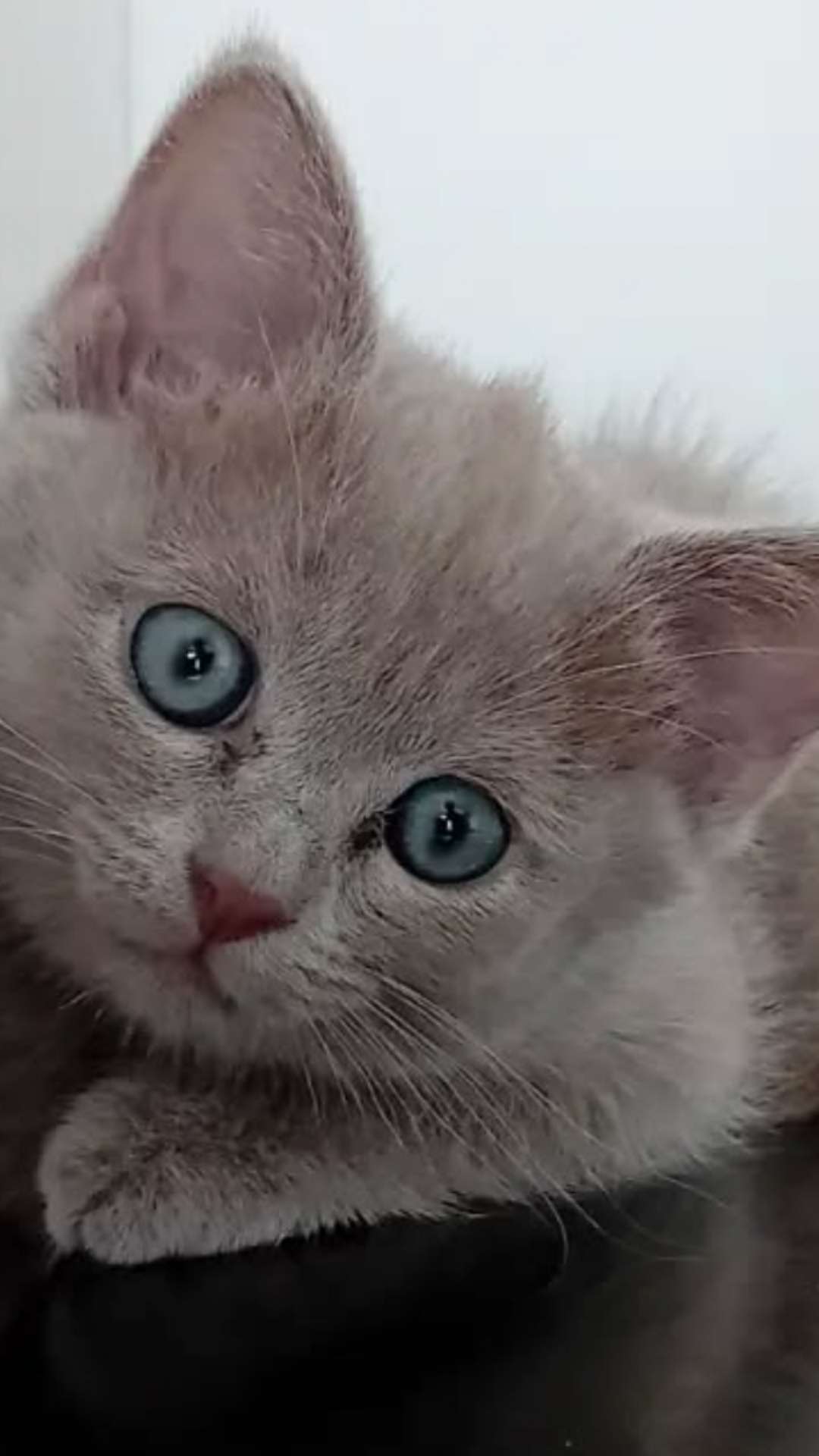 vlad