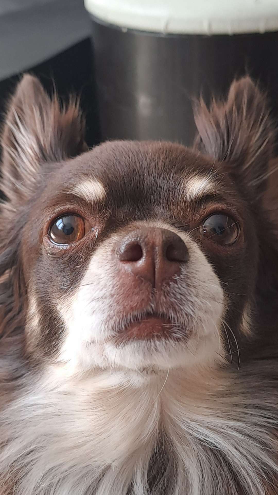 Lucas