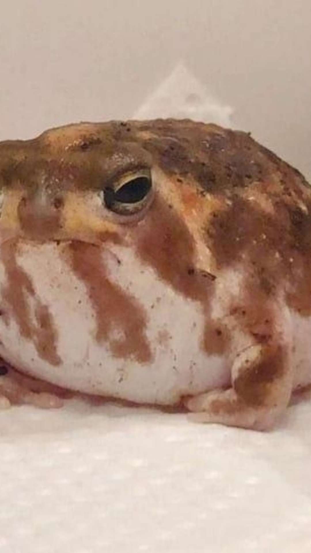 Ben 