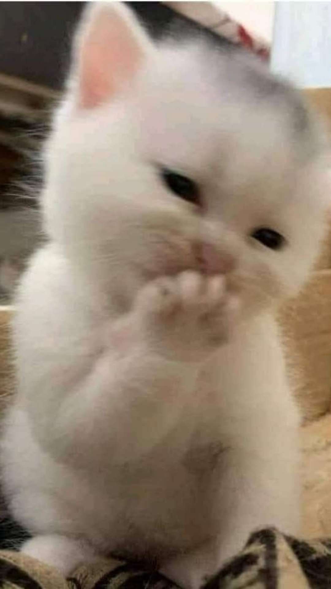 1ie