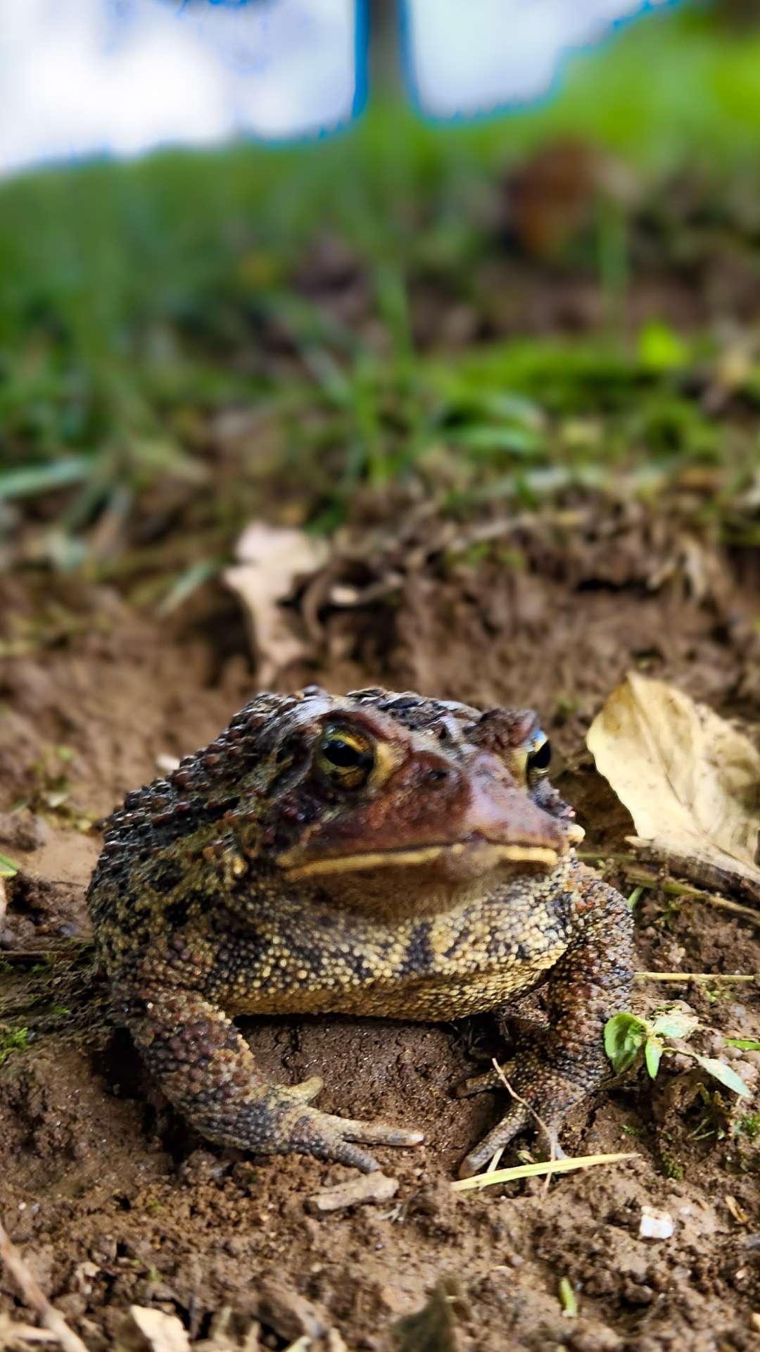 Wise Toad