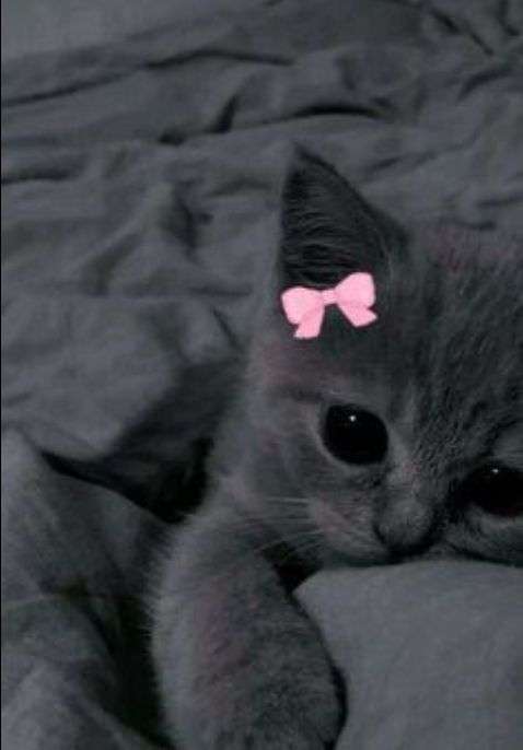 Shee