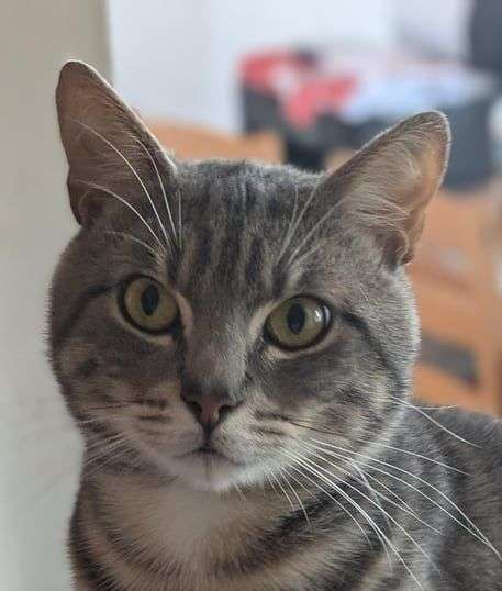 Matteo