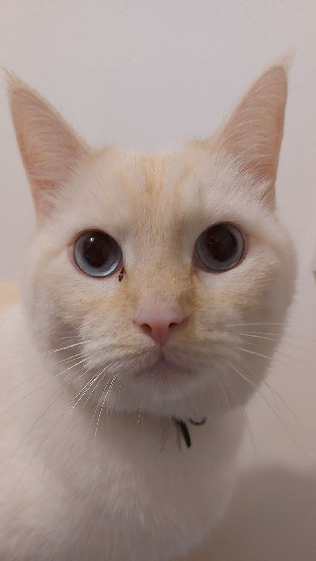Enzo. Le. Rigolo.
