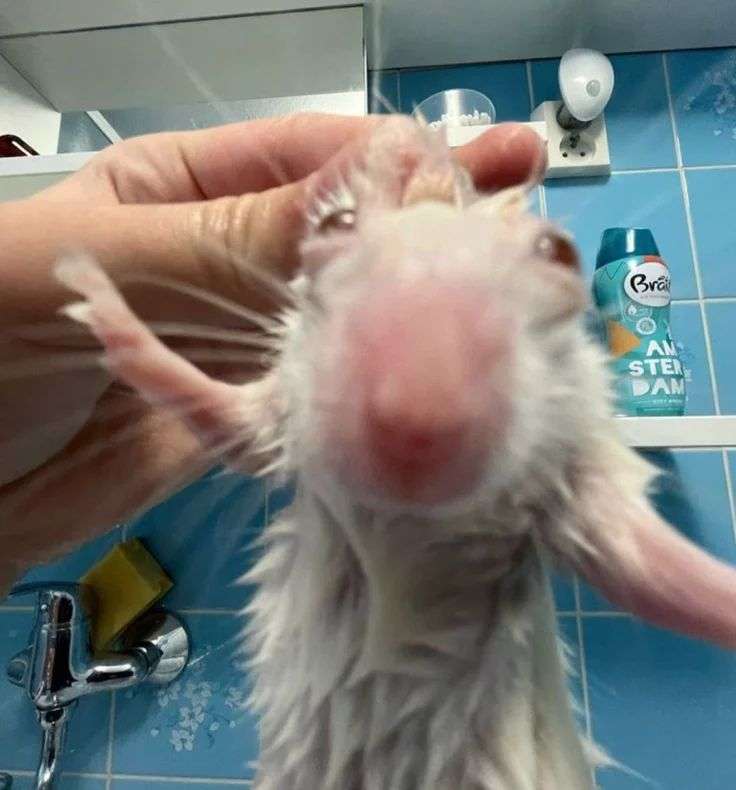 Gigo