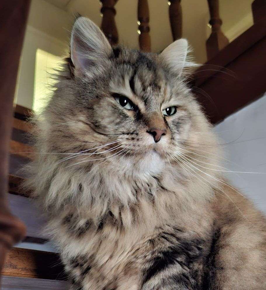 kiwik