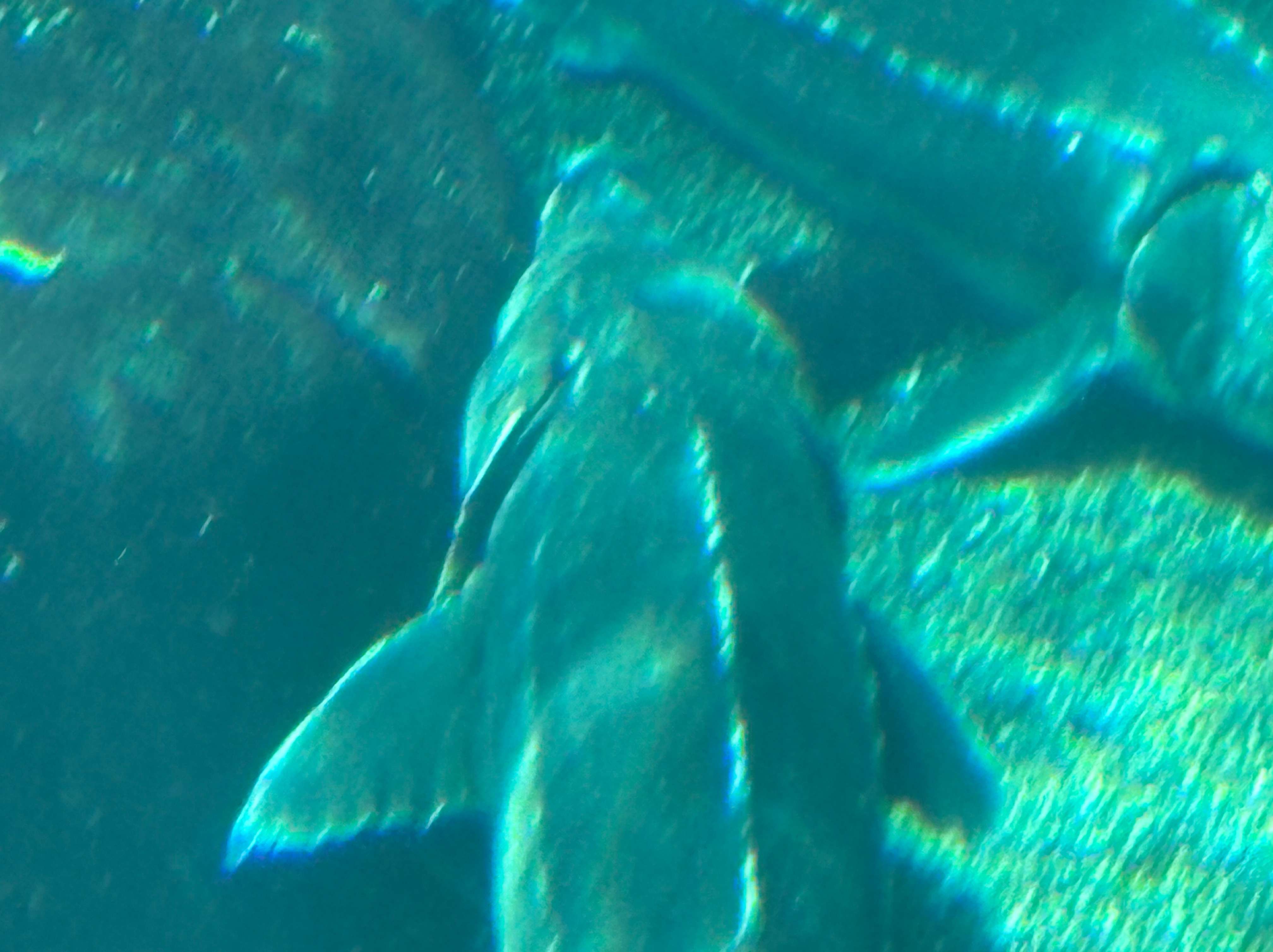 muscufan