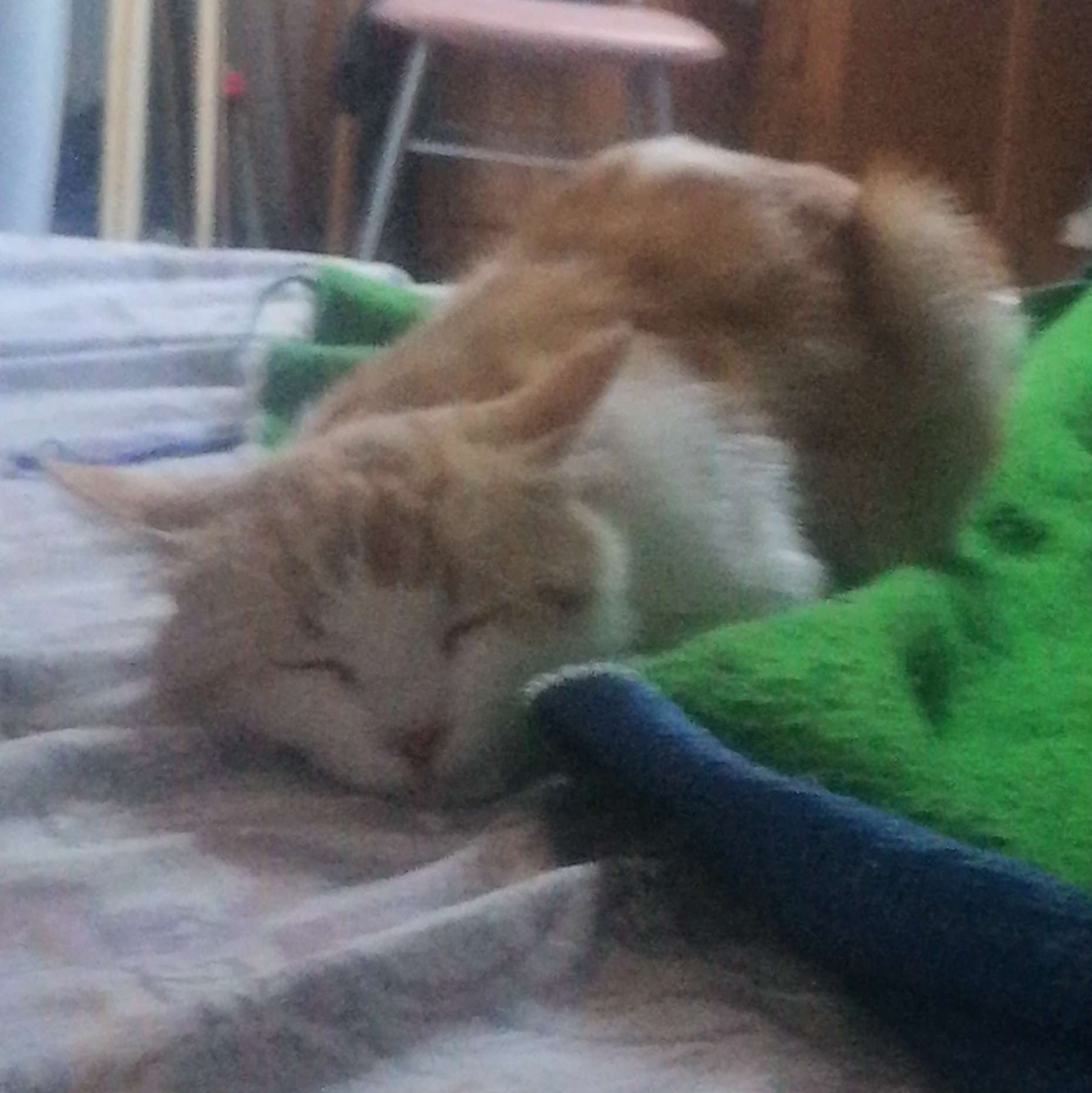 suecat