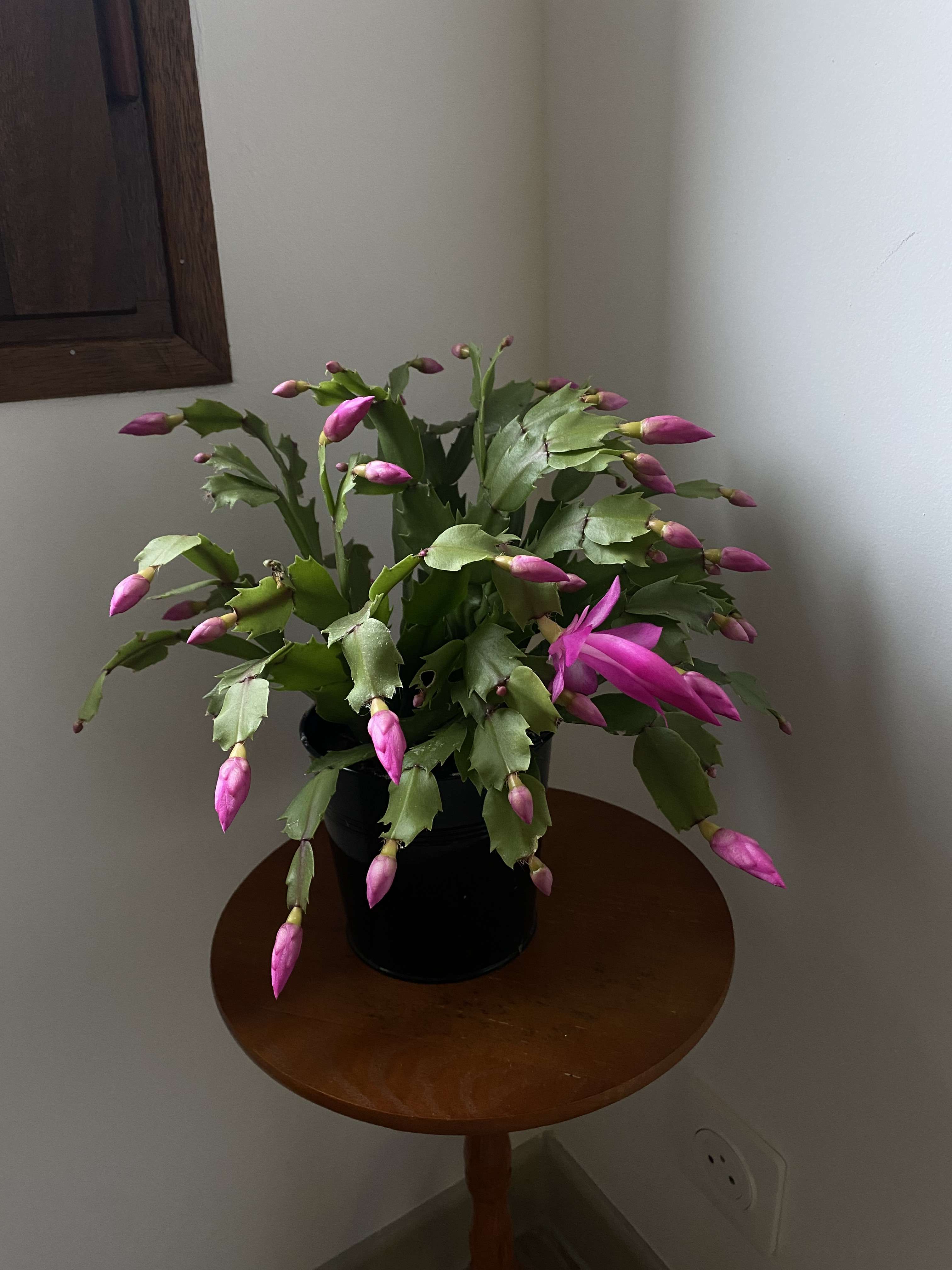 Mon b&eacute;b&eacute; grandi bien ✨🫶🏼
1&egrave;re fois que j&rsquo;arrive &agrave; prendre soin d&rsquo;une plante, 1&egrave;re plante chez moi 😇
