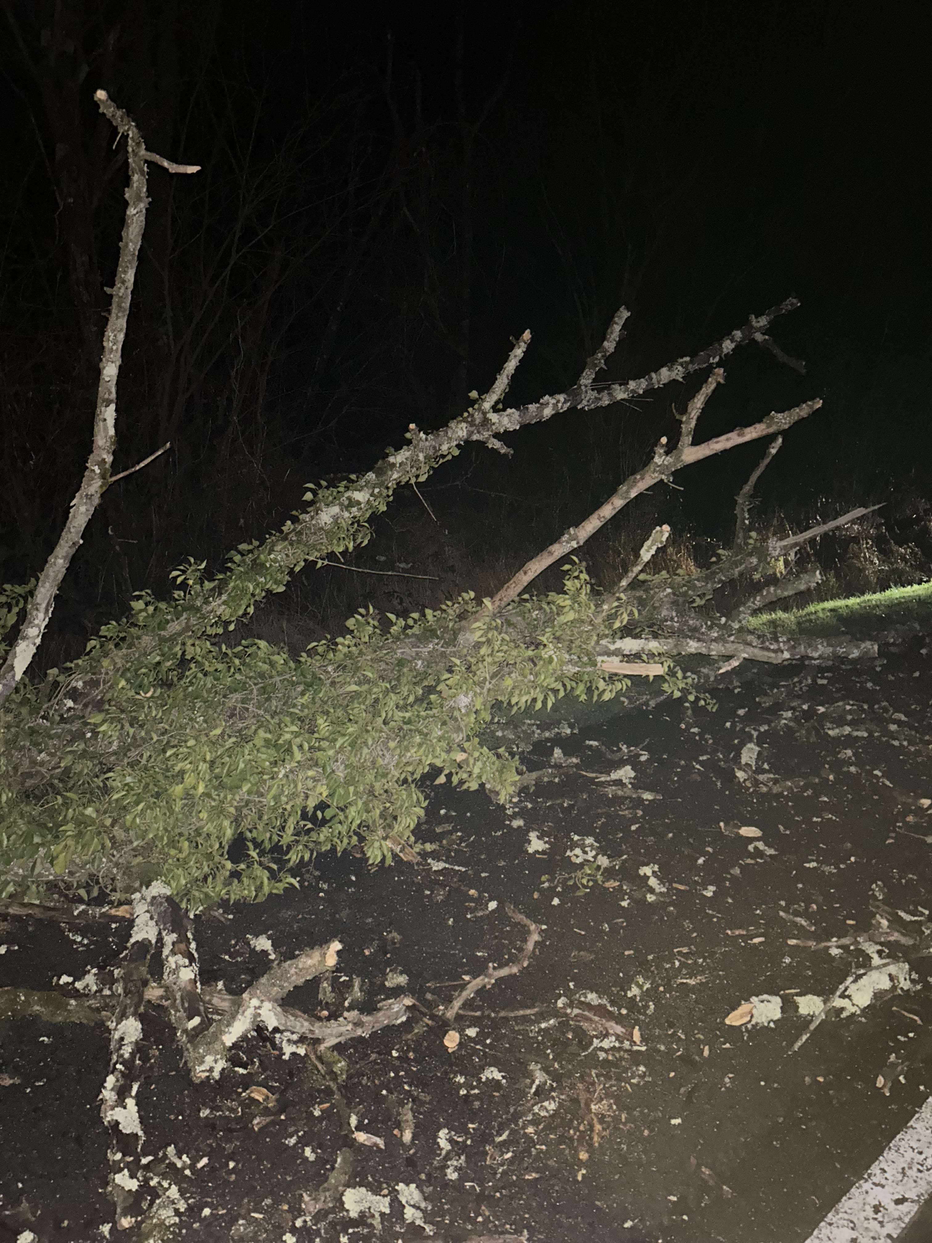 J&rsquo;ai eu &eacute;norm&eacute;ment de chances de ne pas me prendre les grosses branches dans le pare-brise lors de mon impact avec l&rsquo;arbre &hellip;
