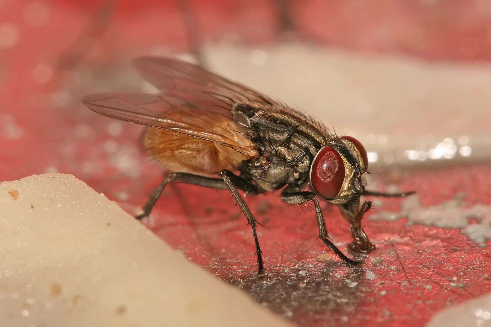 ⚠️ message de pr&eacute;vention &agrave; tous pour vos animaux 

Avec les grandes chaleurs annonc&eacute;es cet &eacute;t&eacute;, les mouches seront heureuses. Mais attention, cach&eacute;s dans les poils, les plumes, o&ugrave; la laine de vos animaux, les &oelig;ufs de certaines mouches, deviennent des larves qui se nourrissent de la chaire de votre animal (pr&eacute;cisions et soins en commentaire)