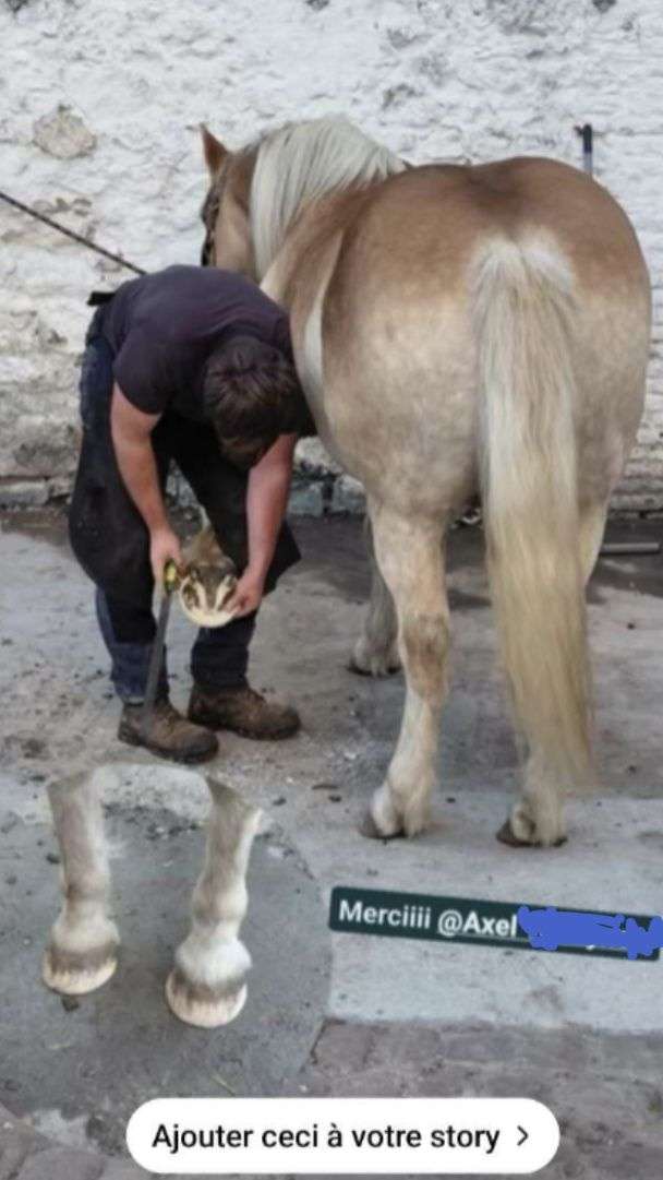 Photo 2 - À gauche; photo prise lors d'une démo à un salon du cheval

À droite; photo de moi parant un cheval en écurie
 
#chevaux #ecurie #cheval #marechal-ferrant