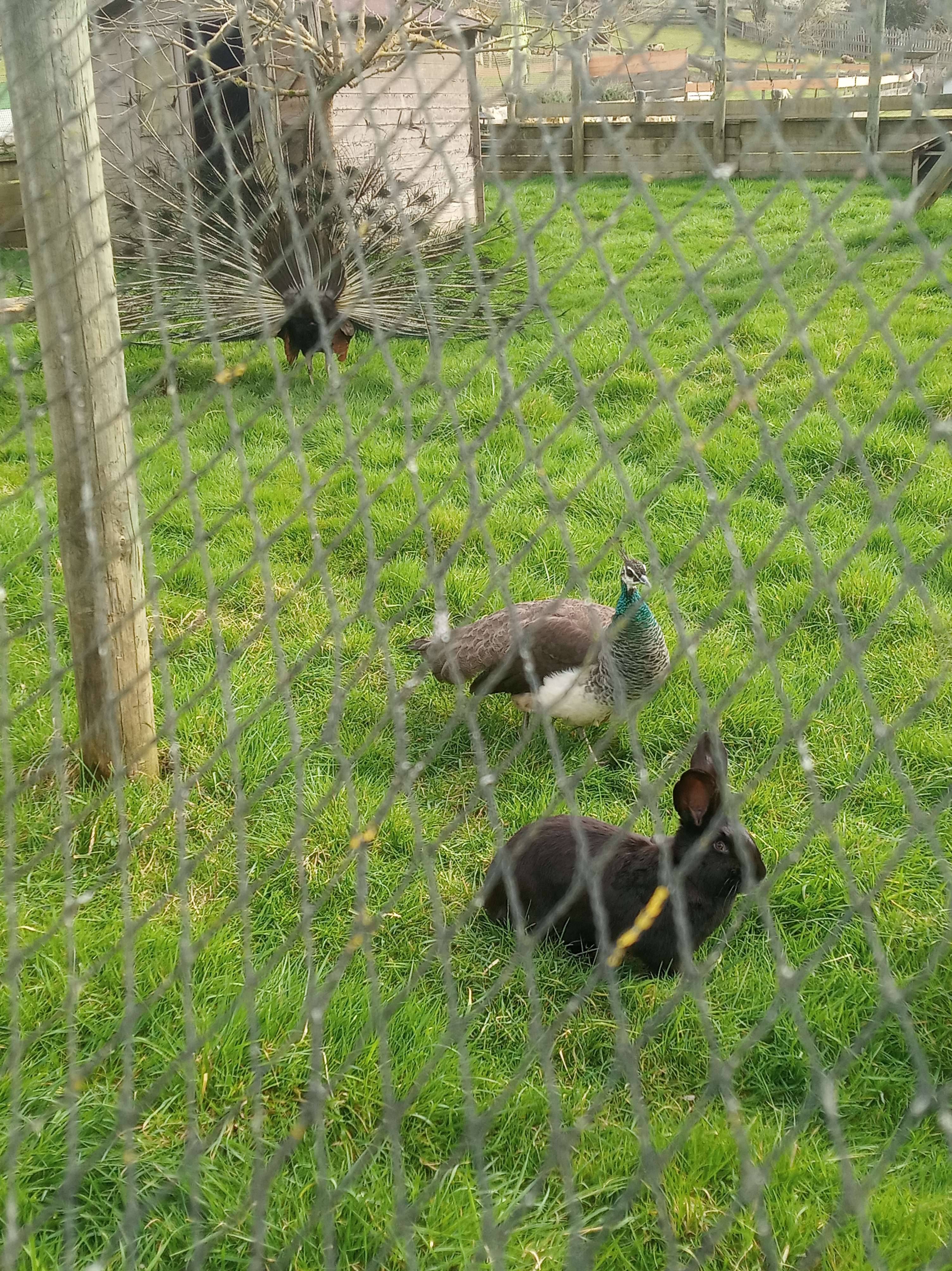 Le lapin s'est tromp&eacute; d'enclos donc se fait attaquer par la femelle pendant que le ahh 𝓯𝓻𝓮𝓪𝓴𝔂  fait la roue pour montrer ses fesses.
L'autre est juste zinzing.