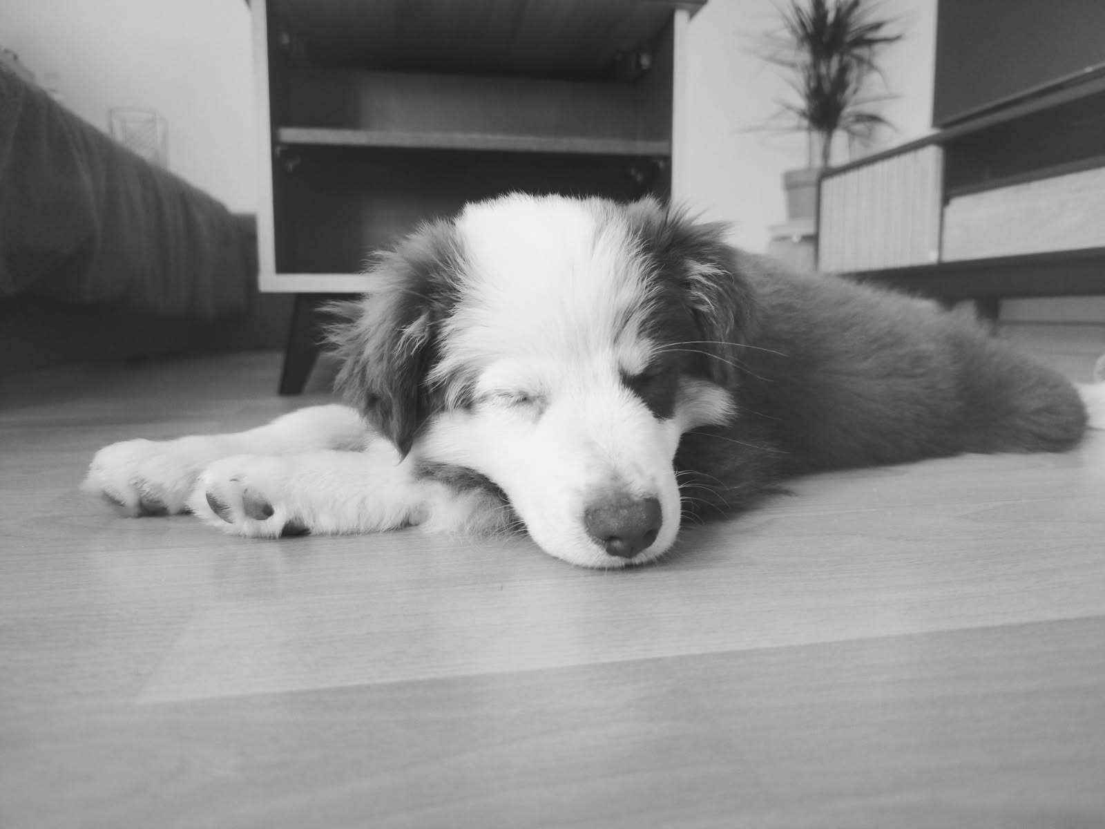 Photo 2 - Nouveau arrivant dans la famille 😍🥰