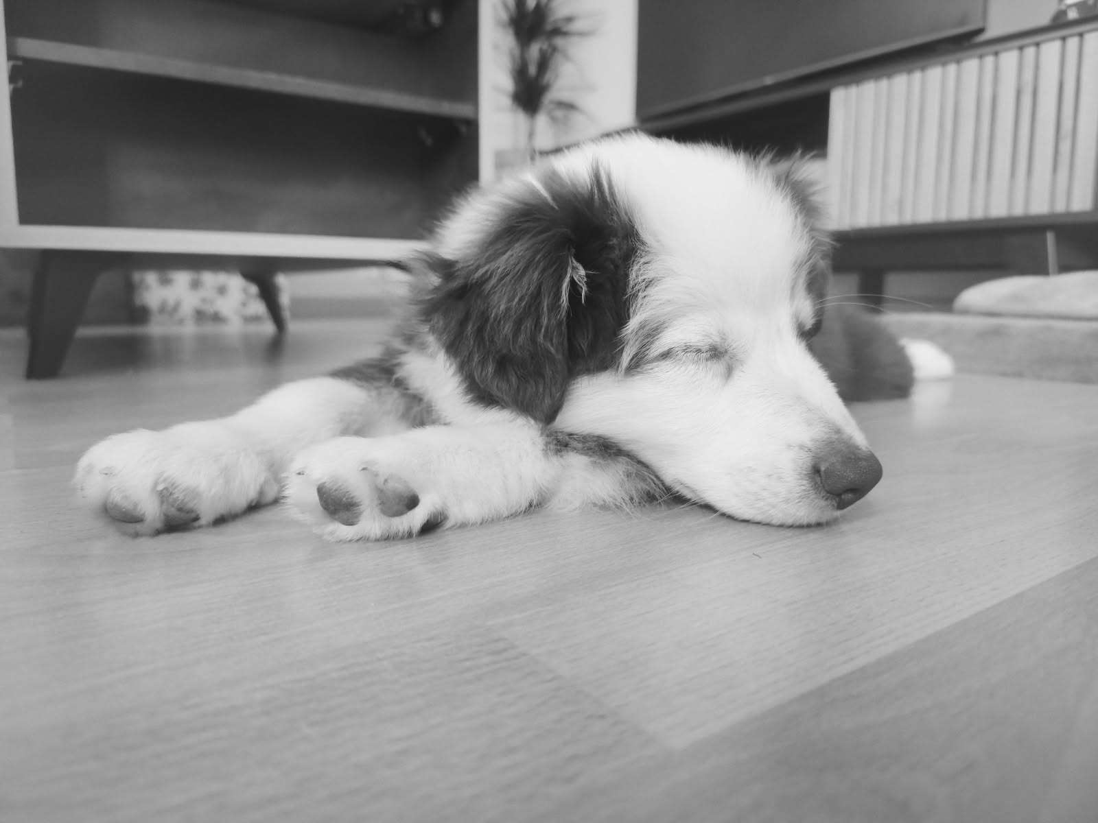 Photo 3 - Nouveau arrivant dans la famille 😍🥰