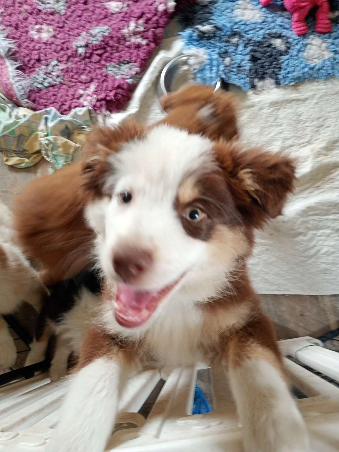 Photo 4 - Nouveau arrivant dans la famille 😍🥰