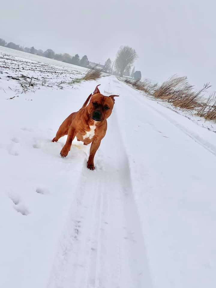 Tout le monde m&eacute;rite d&rsquo;avoir ces deux zigotos malgr&eacute; qu&rsquo;ils sautent sur toi H24 (surtout le Staffie) 😅