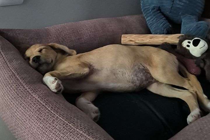 Photo 1 - Quelle est la meilleure position pour vous ? 🤣🤣
Je crois qu'elle vit sa meilleure vie 😍