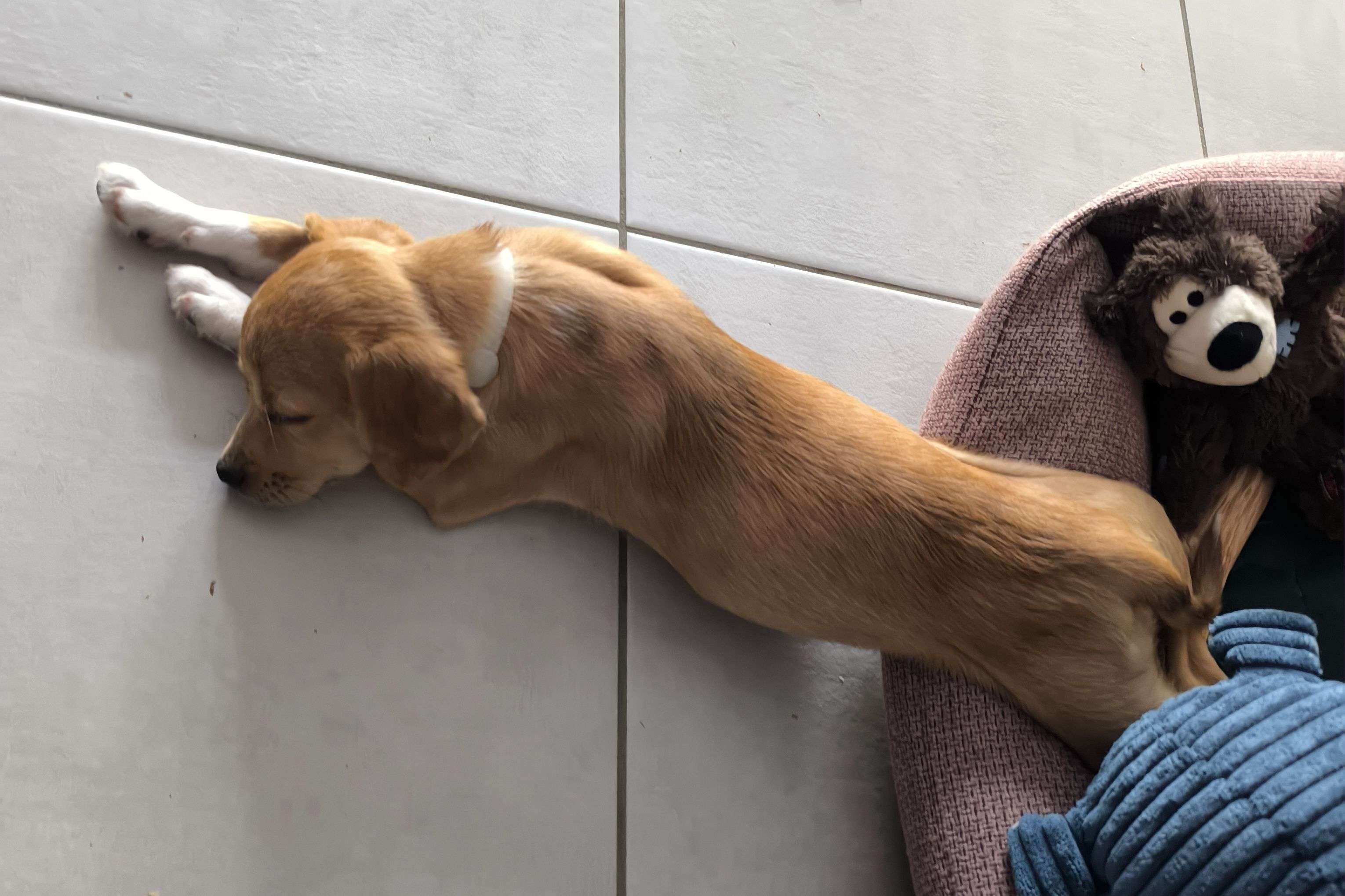 Photo 2 - Quelle est la meilleure position pour vous ? 🤣🤣
Je crois qu'elle vit sa meilleure vie 😍