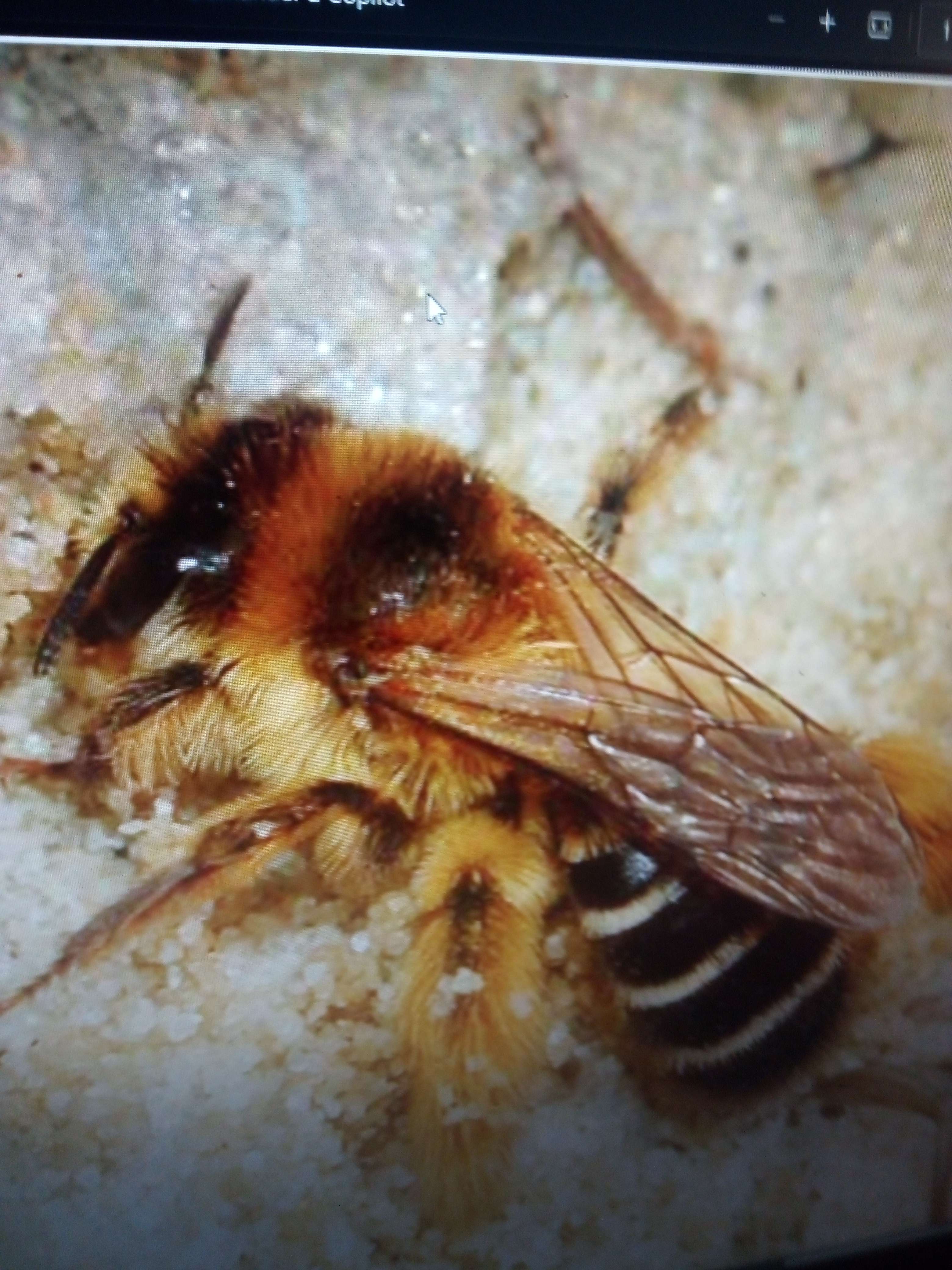 Les abeilles sauvages