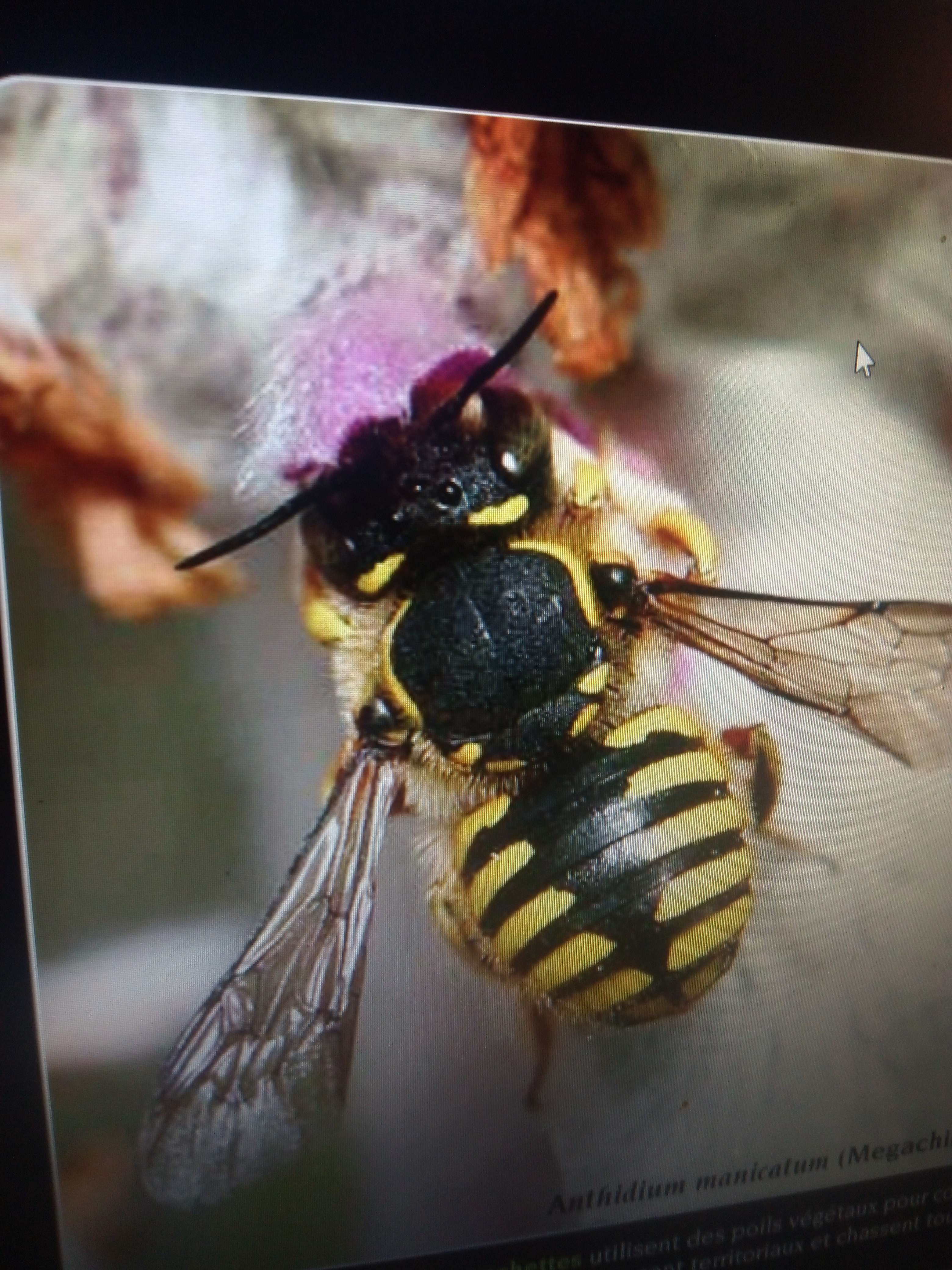 Photo 2 - Les abeilles sauvages