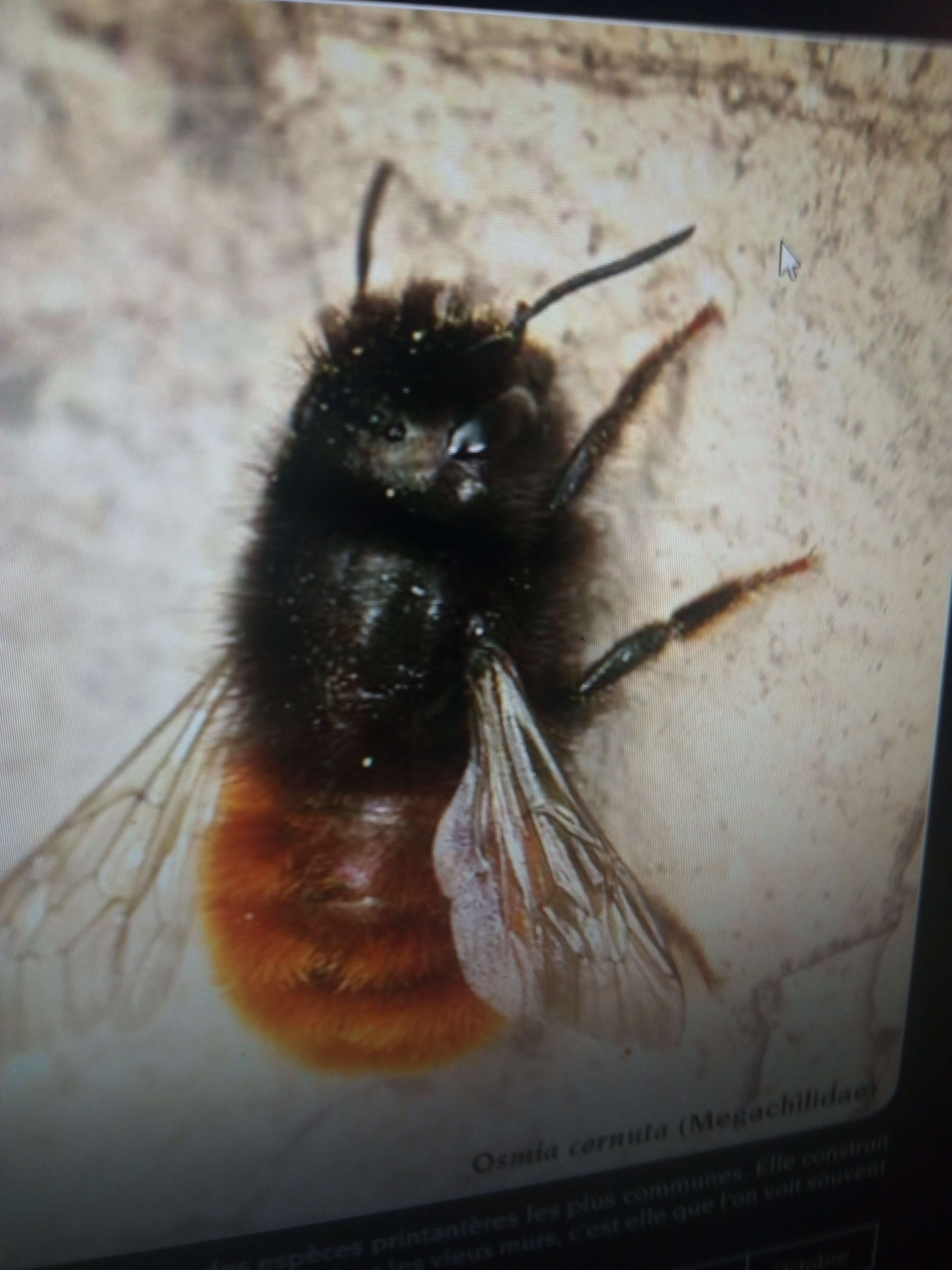 Photo 3 - Les abeilles sauvages