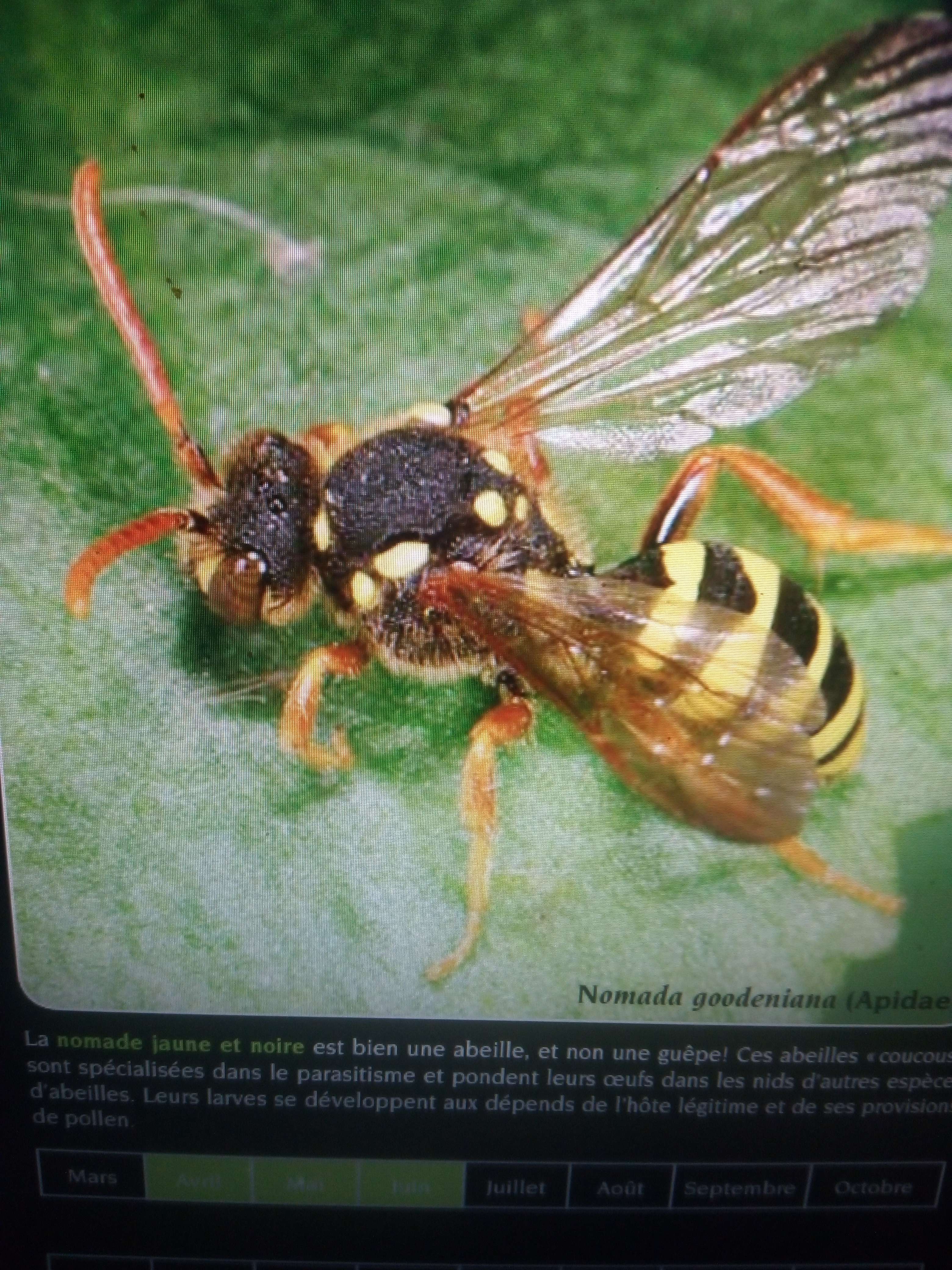 Photo 4 - Les abeilles sauvages