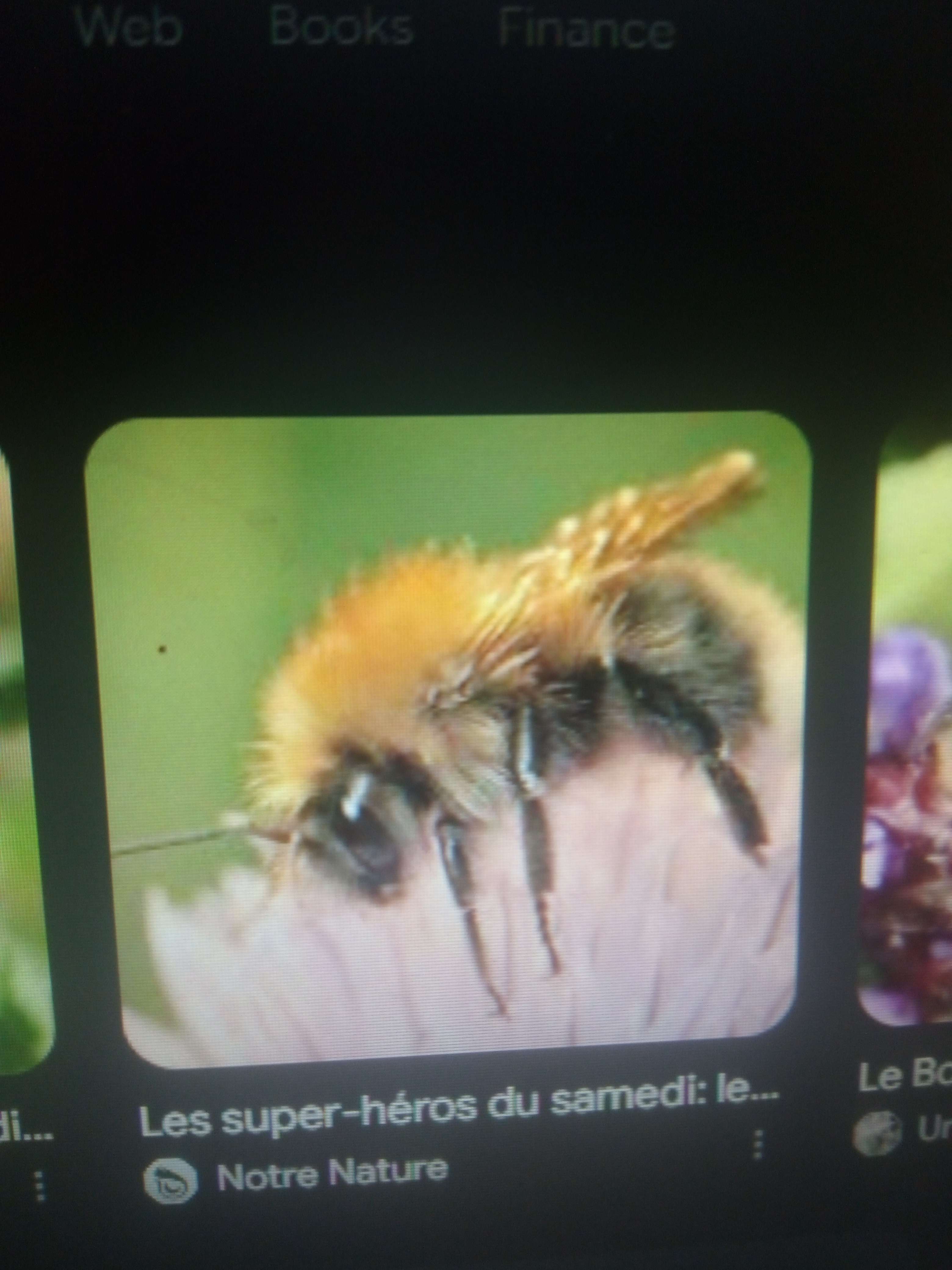 Les bourdons
