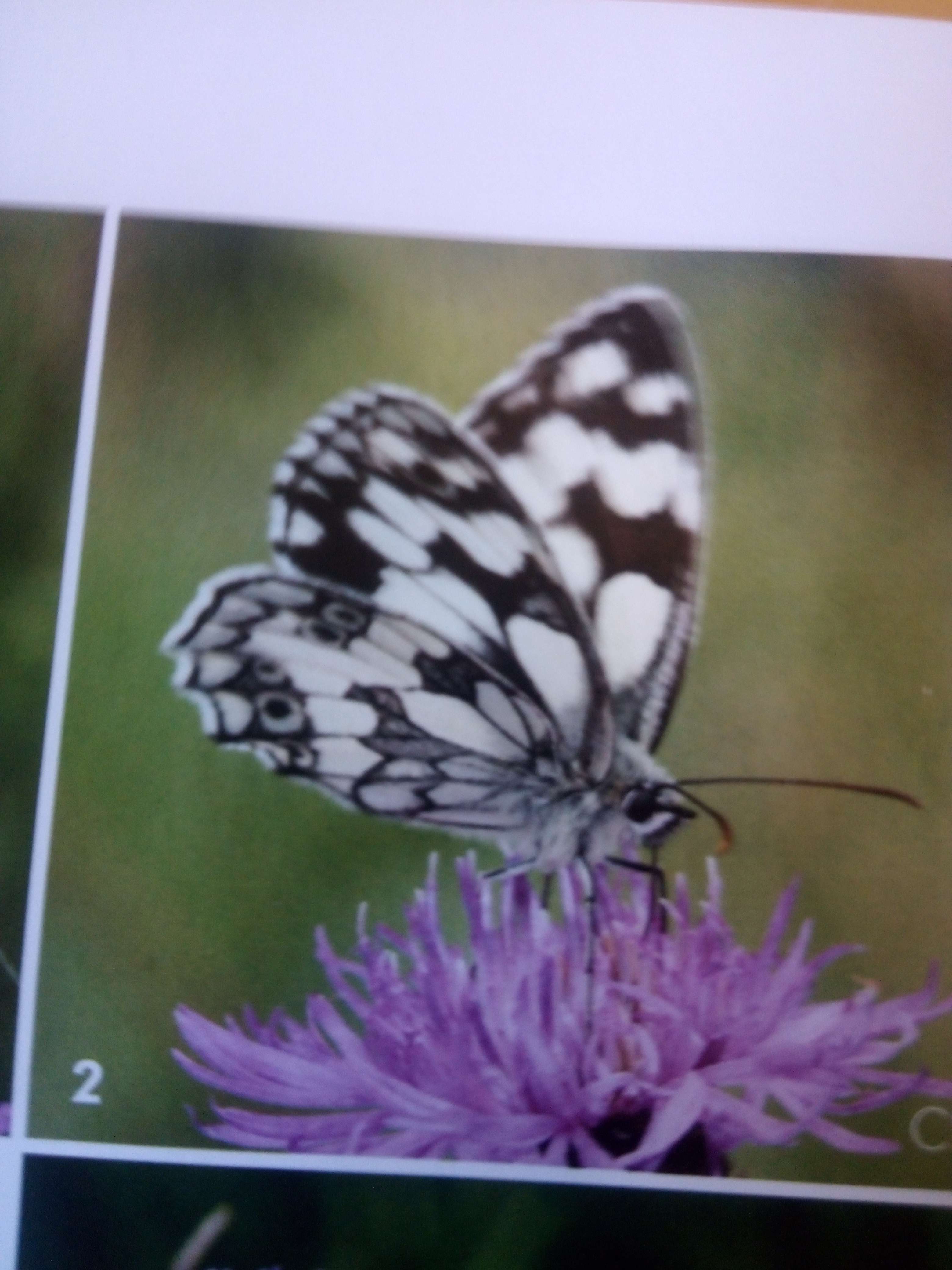 Photo 1 - Abeilles et autre pollisateur