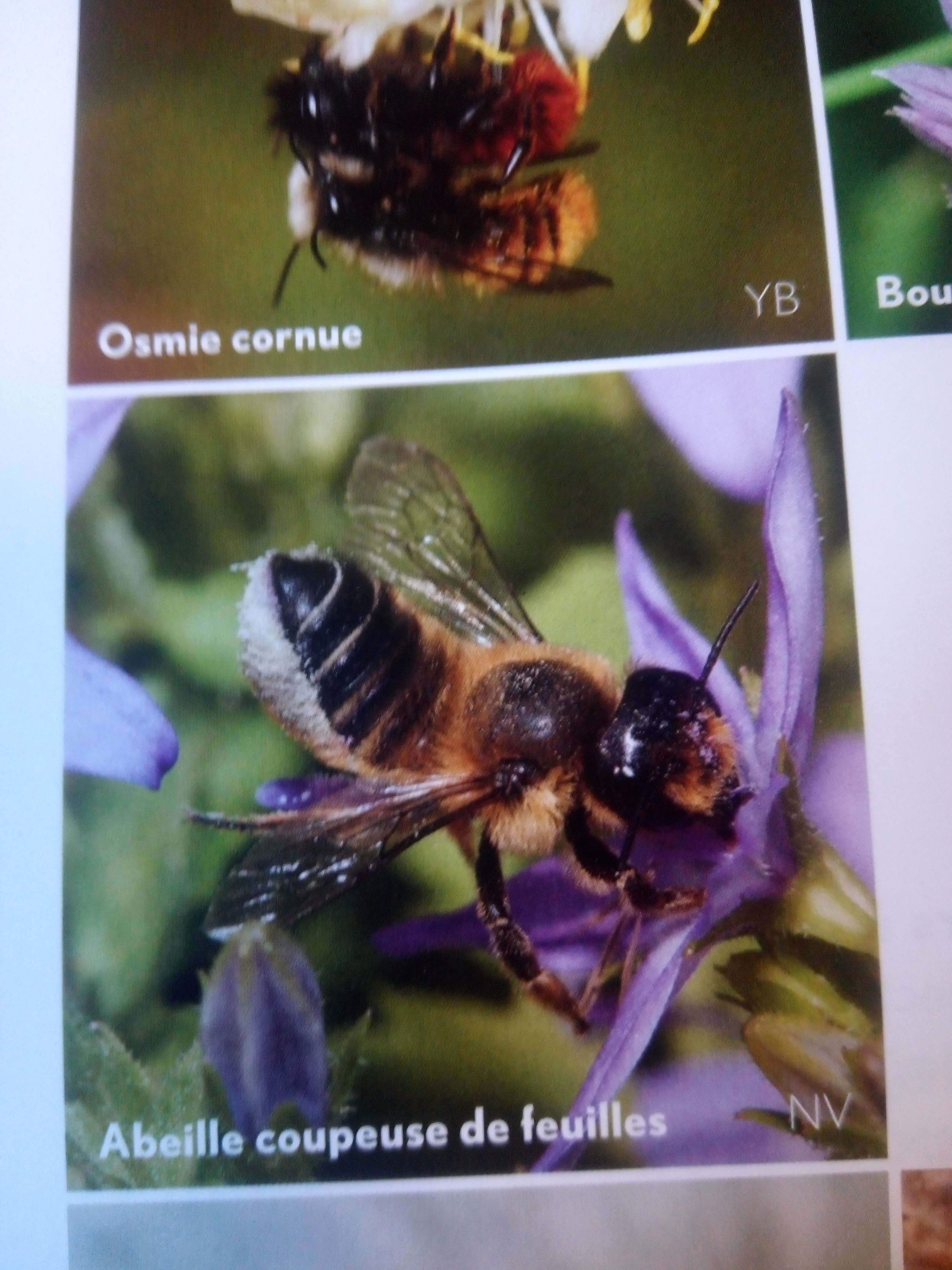 Photo 2 - Abeilles et autre pollisateur