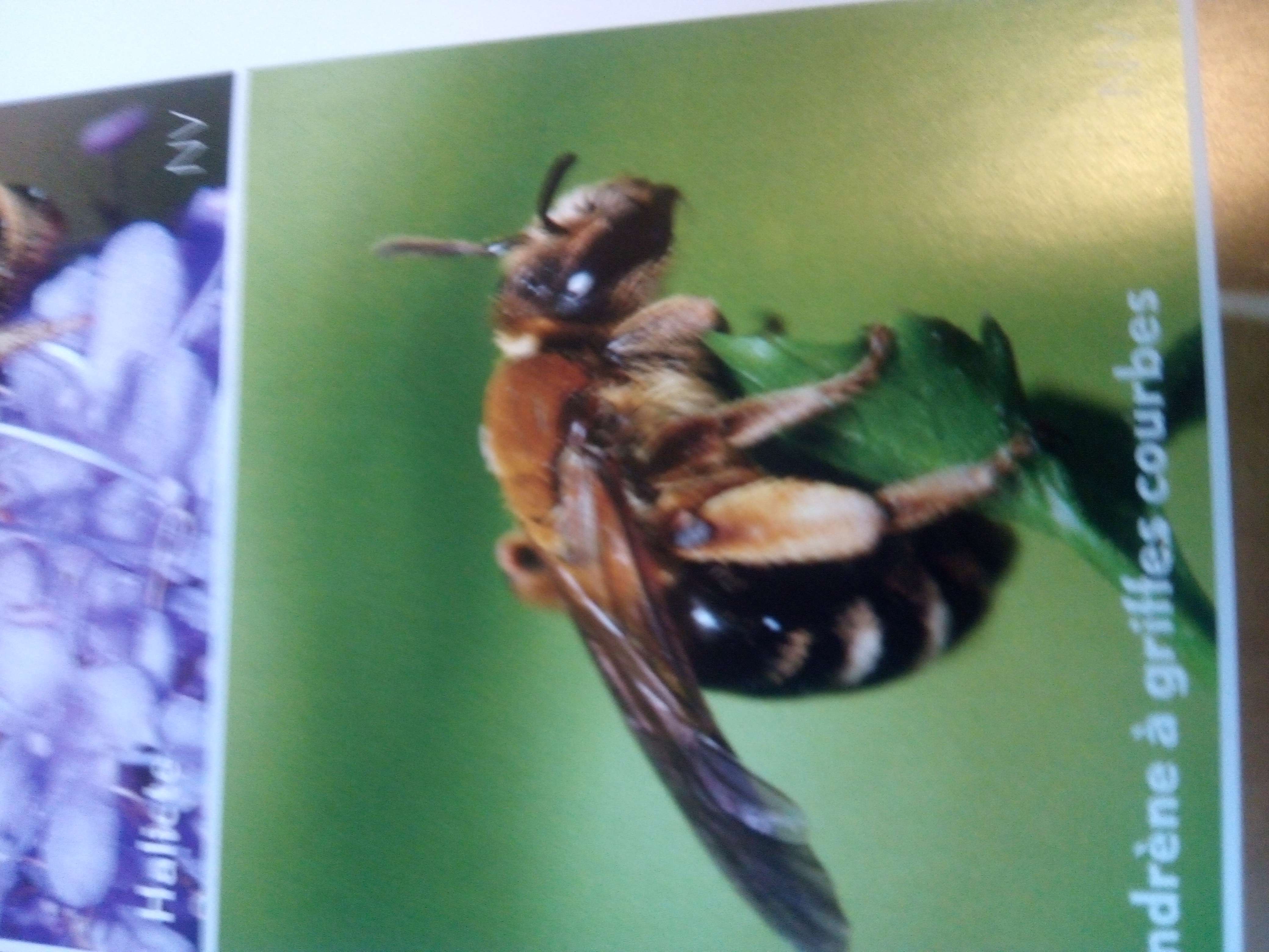 Photo 3 - Abeilles et autre pollisateur
