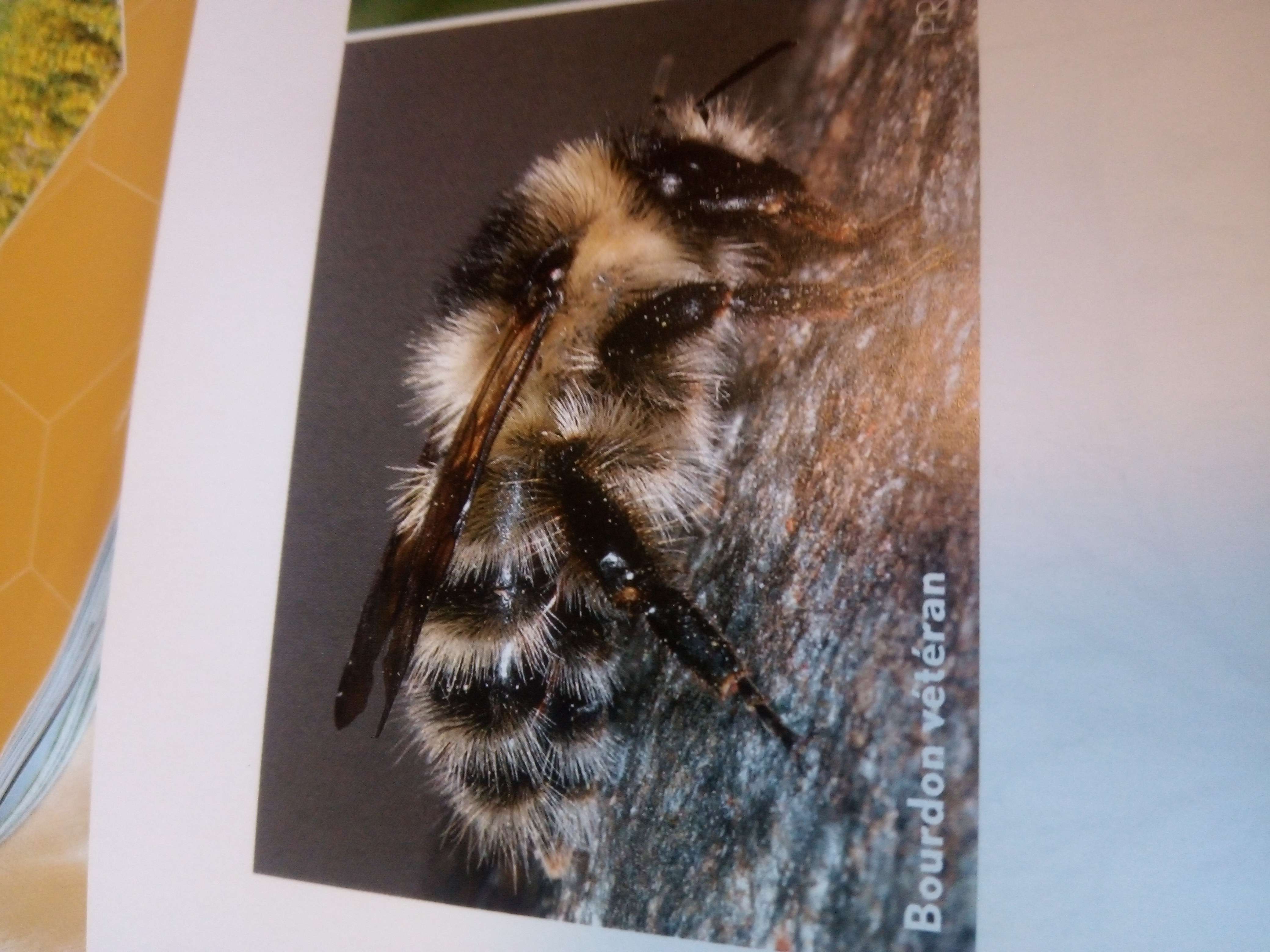Photo 4 - Abeilles et autre pollisateur