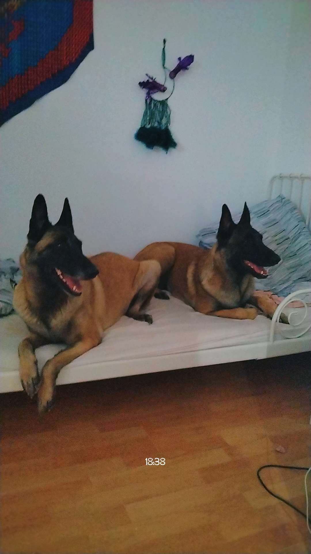Team chiens ou chats ?