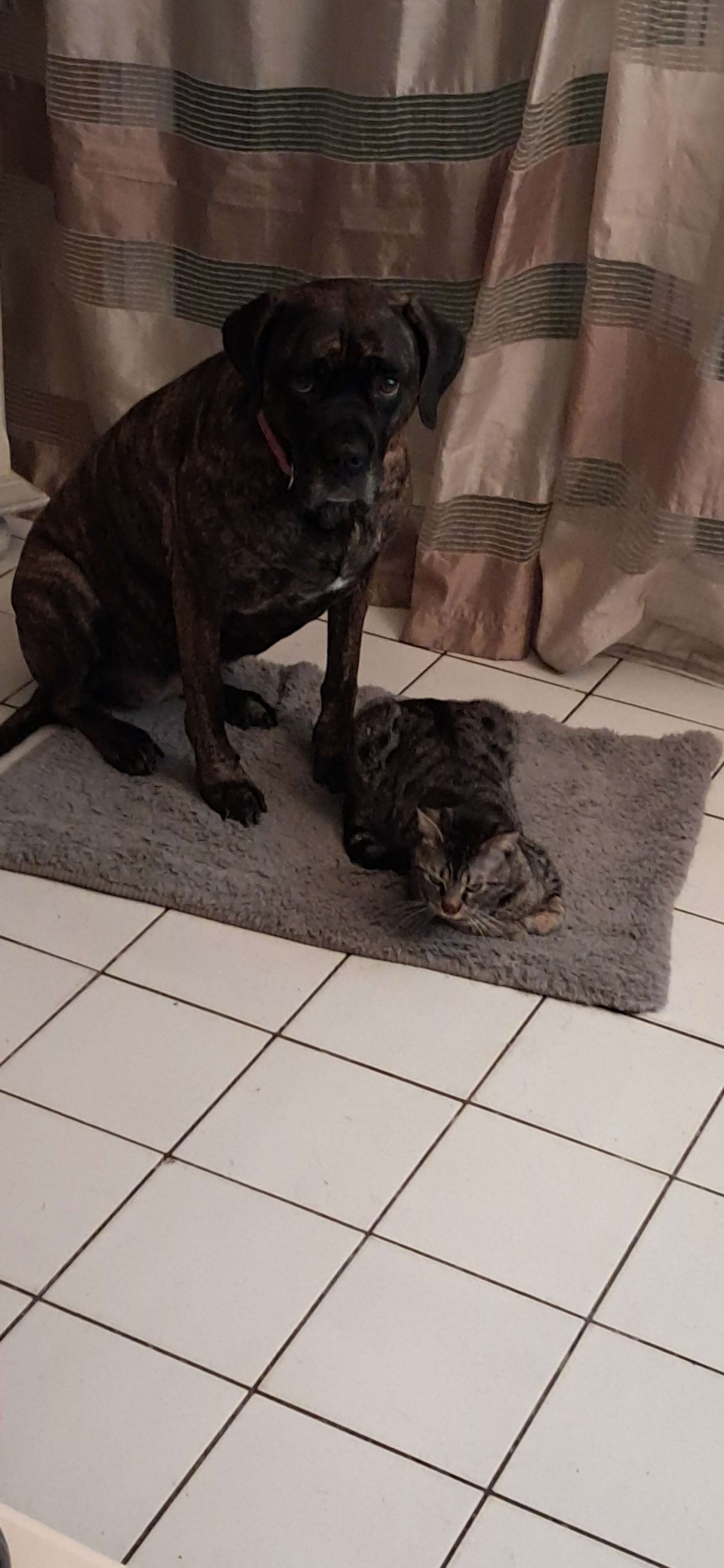 Princesse Ruby et titi le bandit 🥰