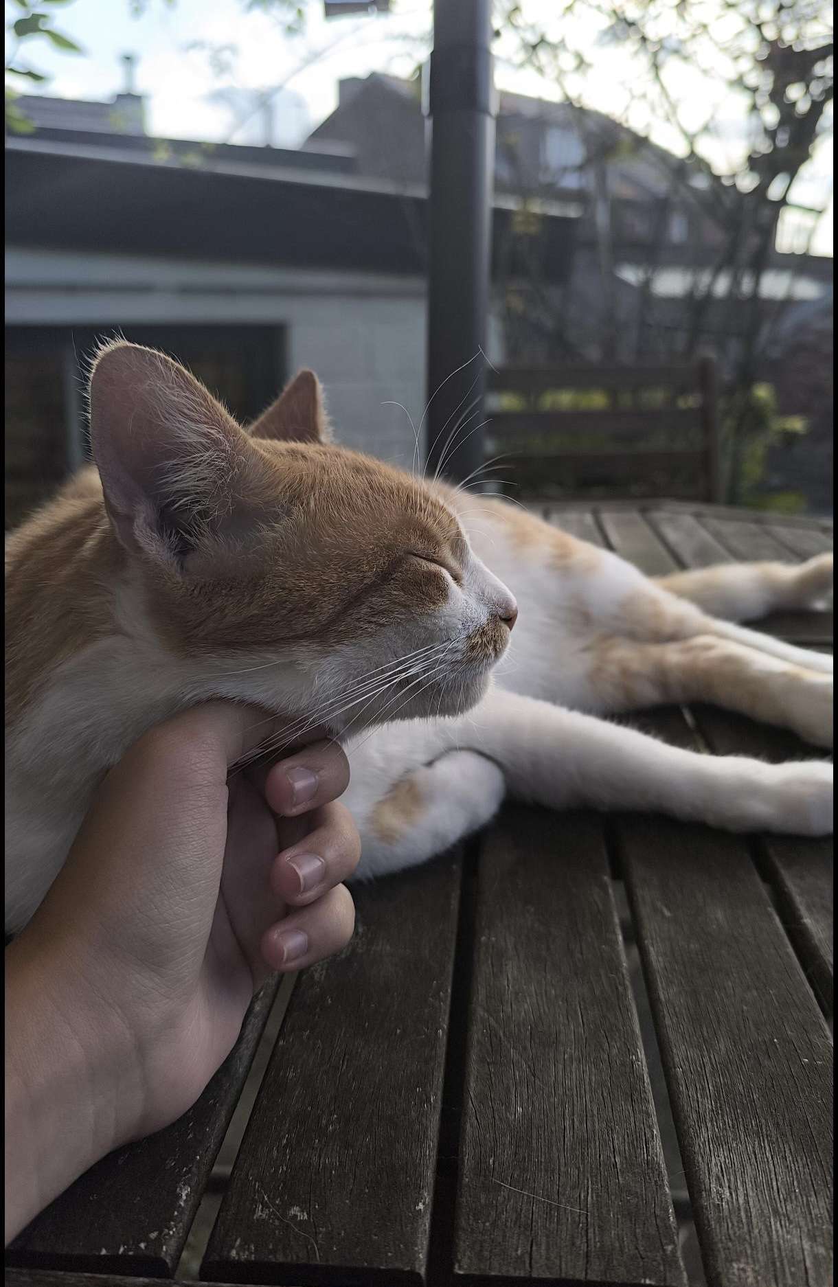 Photo 2 - Mon p’tit chat
