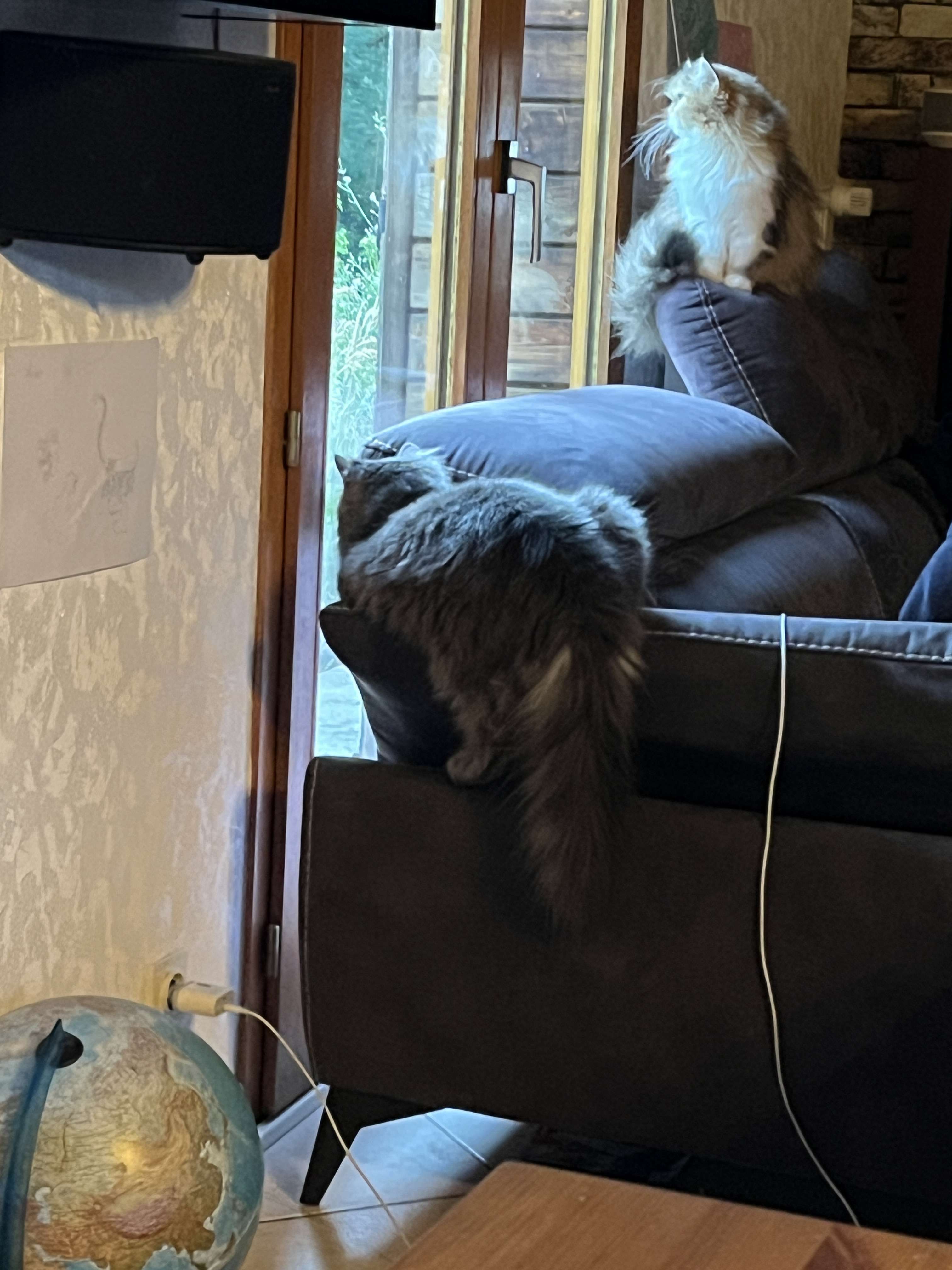 Les chats sont dr&ocirc;les