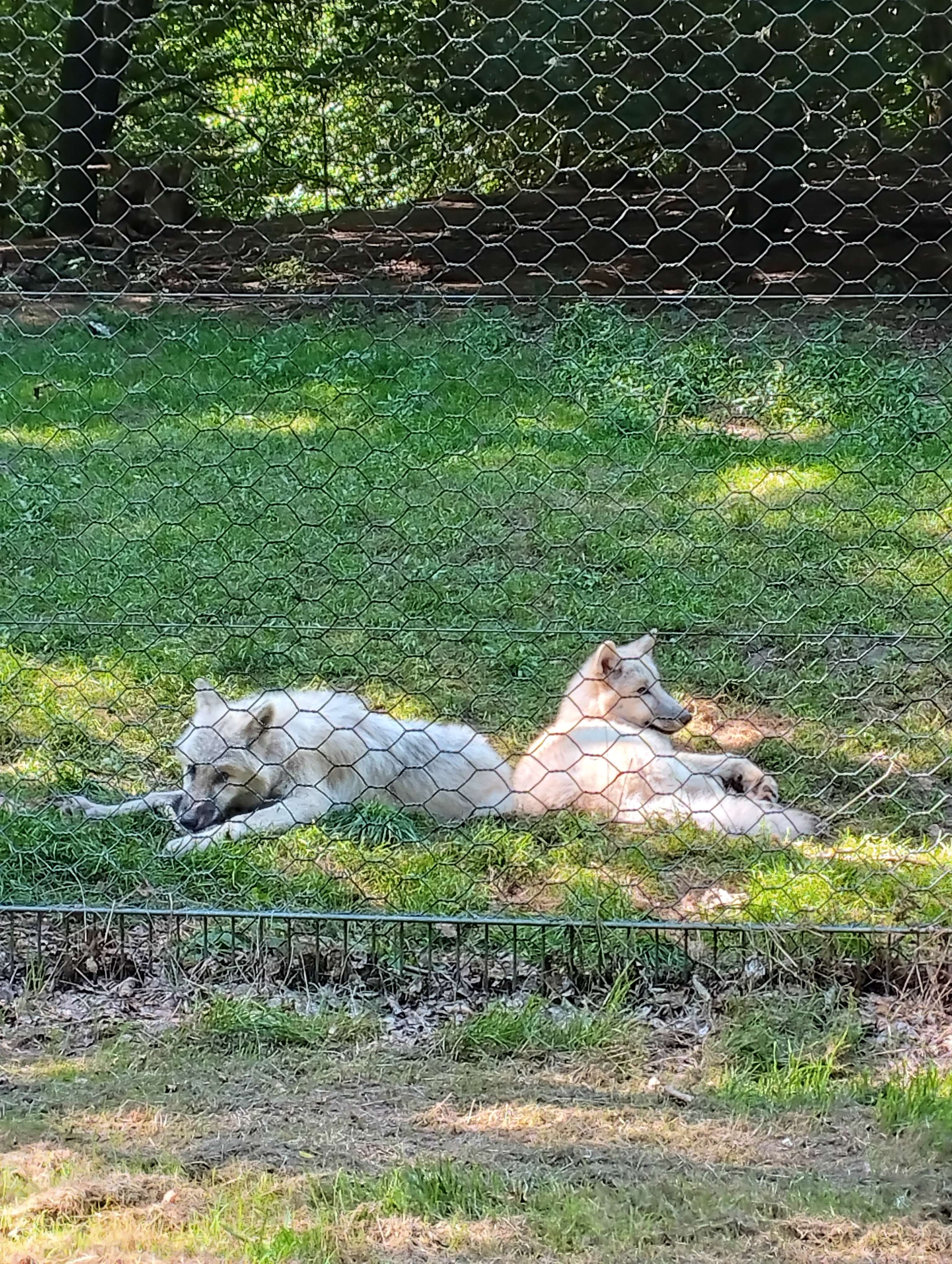 Parc de loups, &agrave; Merzig en Allemagne 🐺🇩🇪

La dame n'avait pas peur... Mais ils tuent seulement quand y a besoin, et comme elle apportait de la viande fra&icirc;che &ccedil;a leur allait🍖