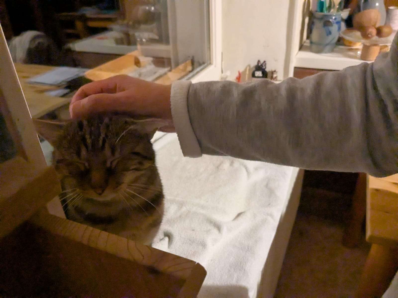 Il est trop photog&eacute;nique mon chat, vous &ecirc;tes d'accord ?🤣😻😻