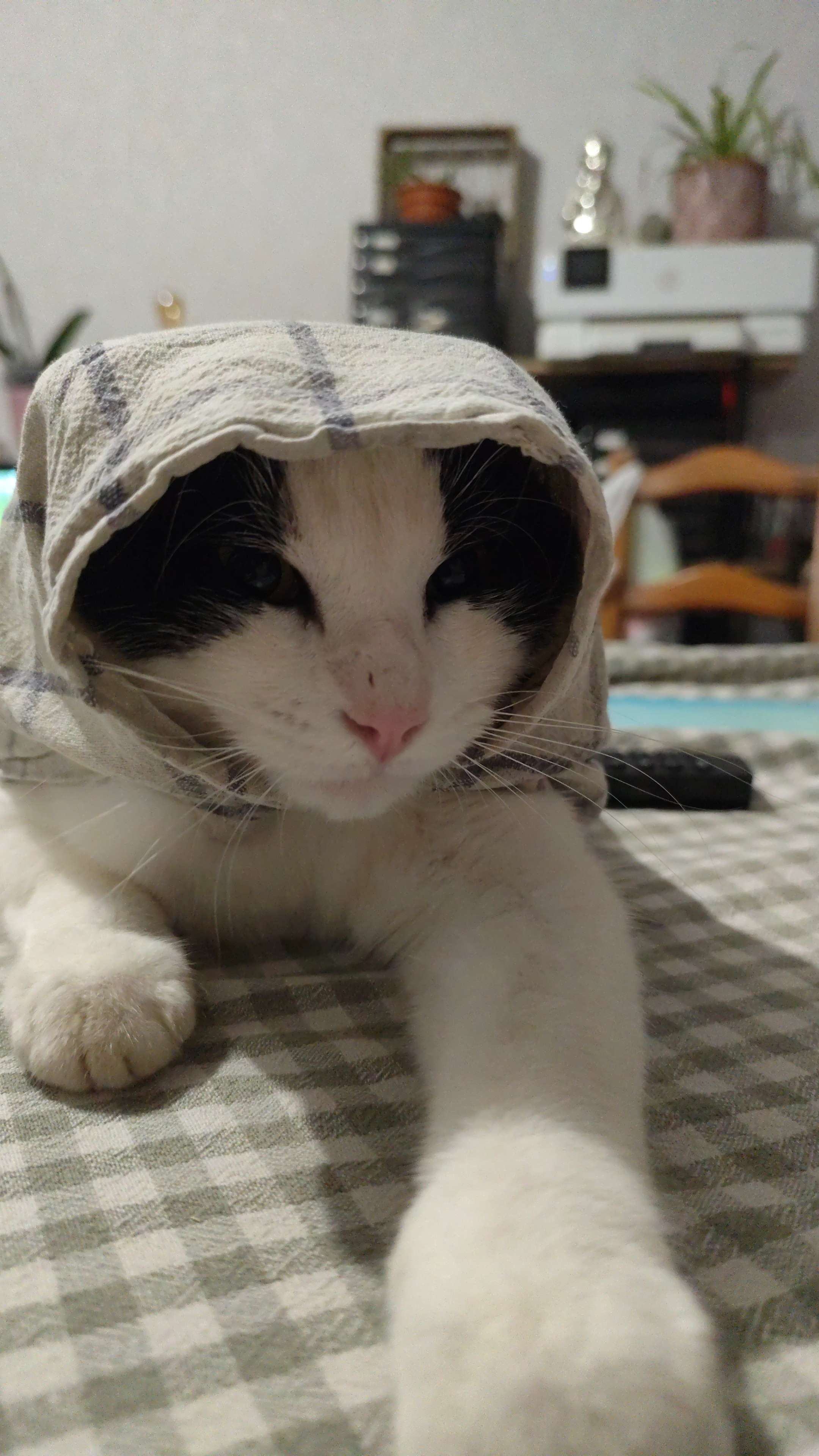 Les nombres de fois o&ugrave; j'emmerde mon chat miskine 🤣😂