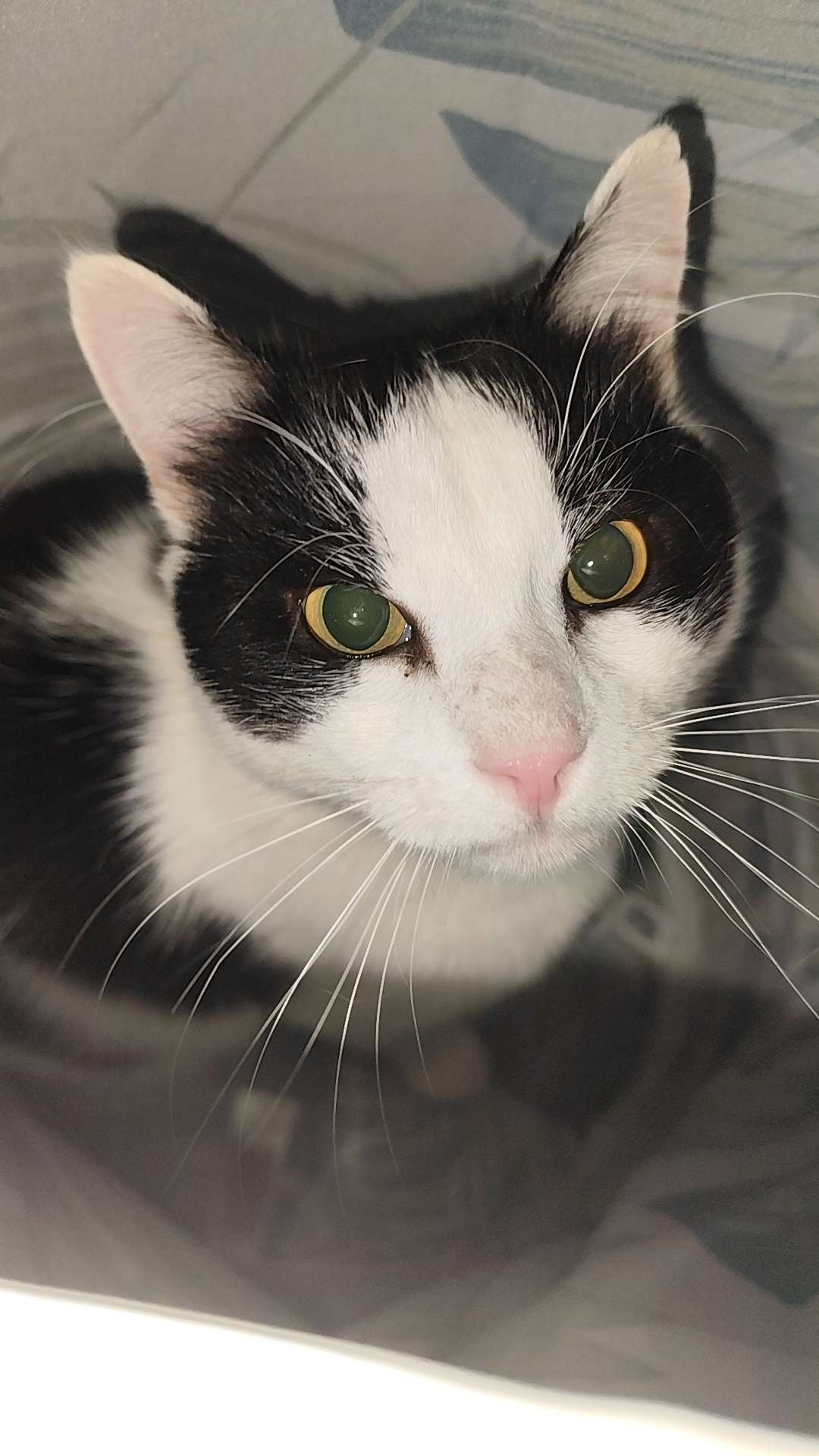 Photo 2 - Les nombres de fois où j'emmerde mon chat miskine 🤣😂