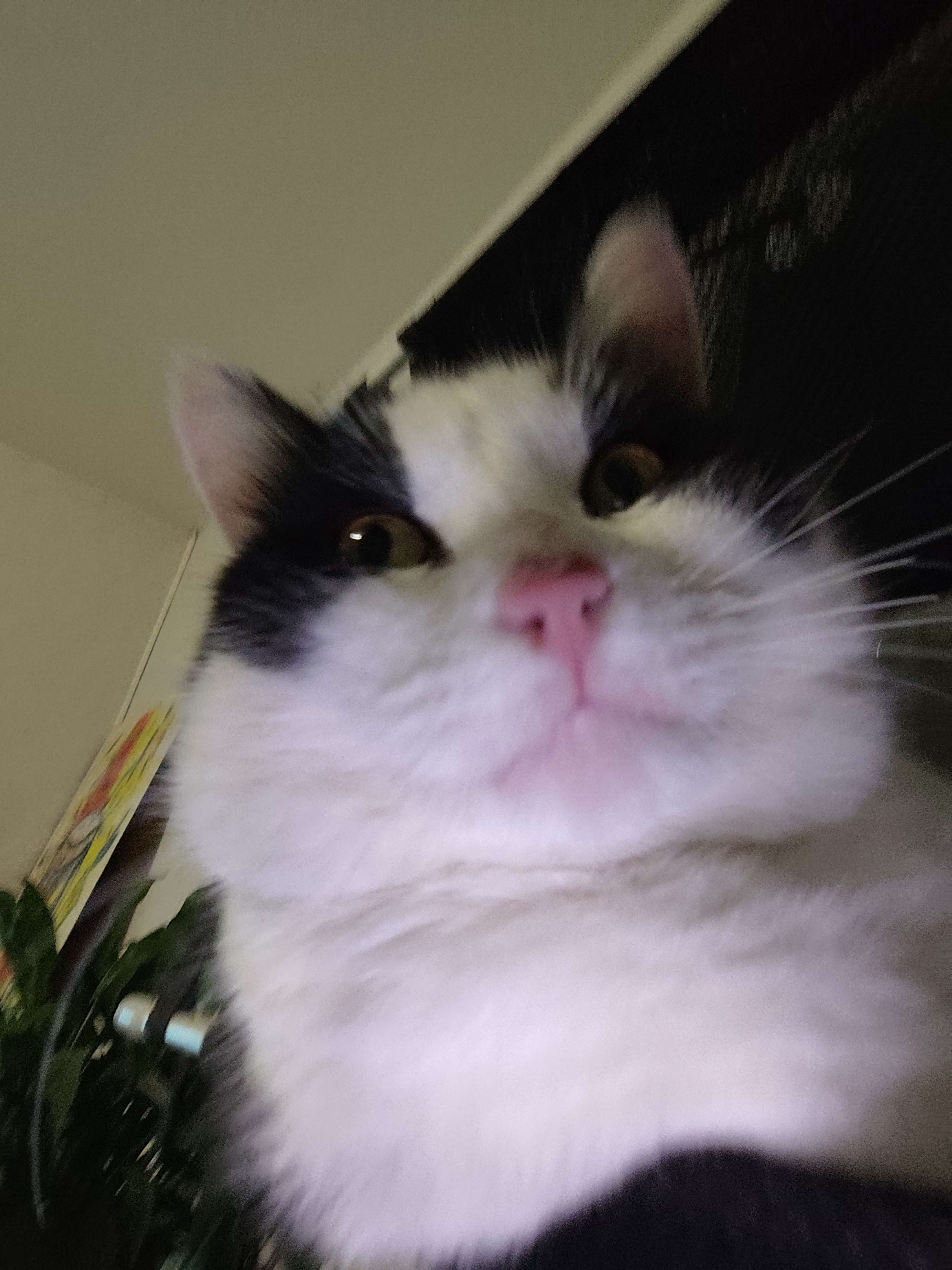 Photo 3 - Les nombres de fois où j'emmerde mon chat miskine 🤣😂
